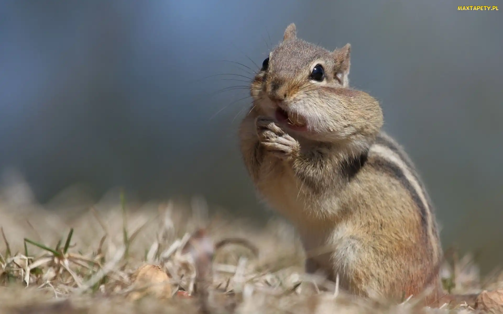 Chipmunk, Ziemna, Wiewiórka