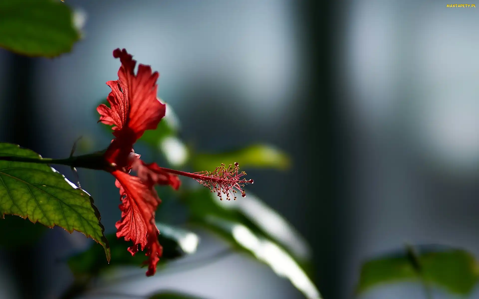 Hibiskus, Makro, Kwiat