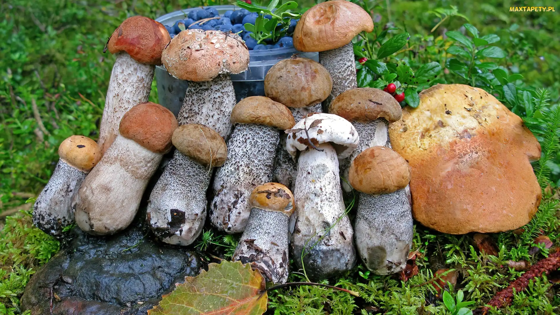 Mech, Liście, Jagody, Grzyby, Wiaderko, Kraśniak
