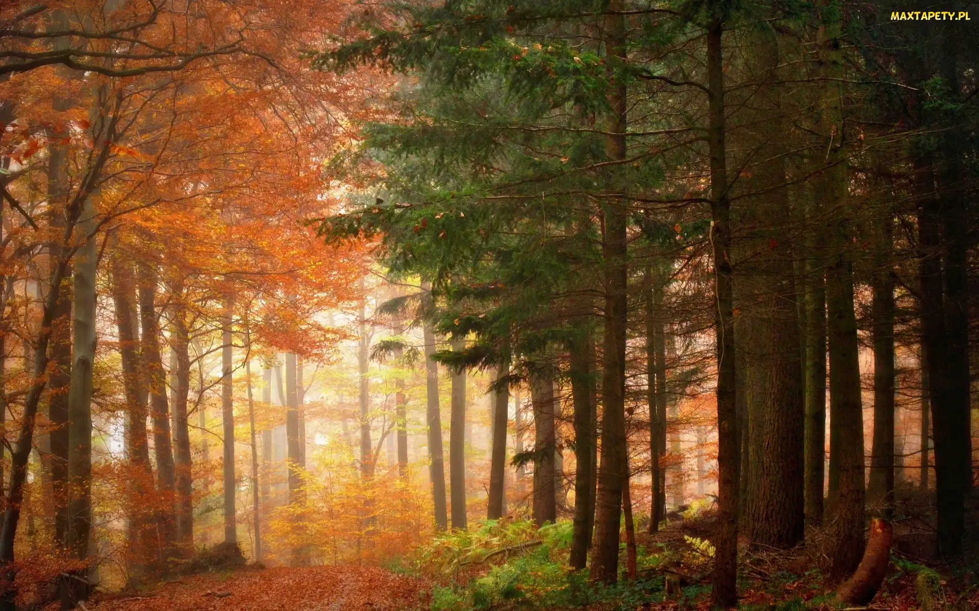 Jesień, Drzewa, Las, Kolorowe