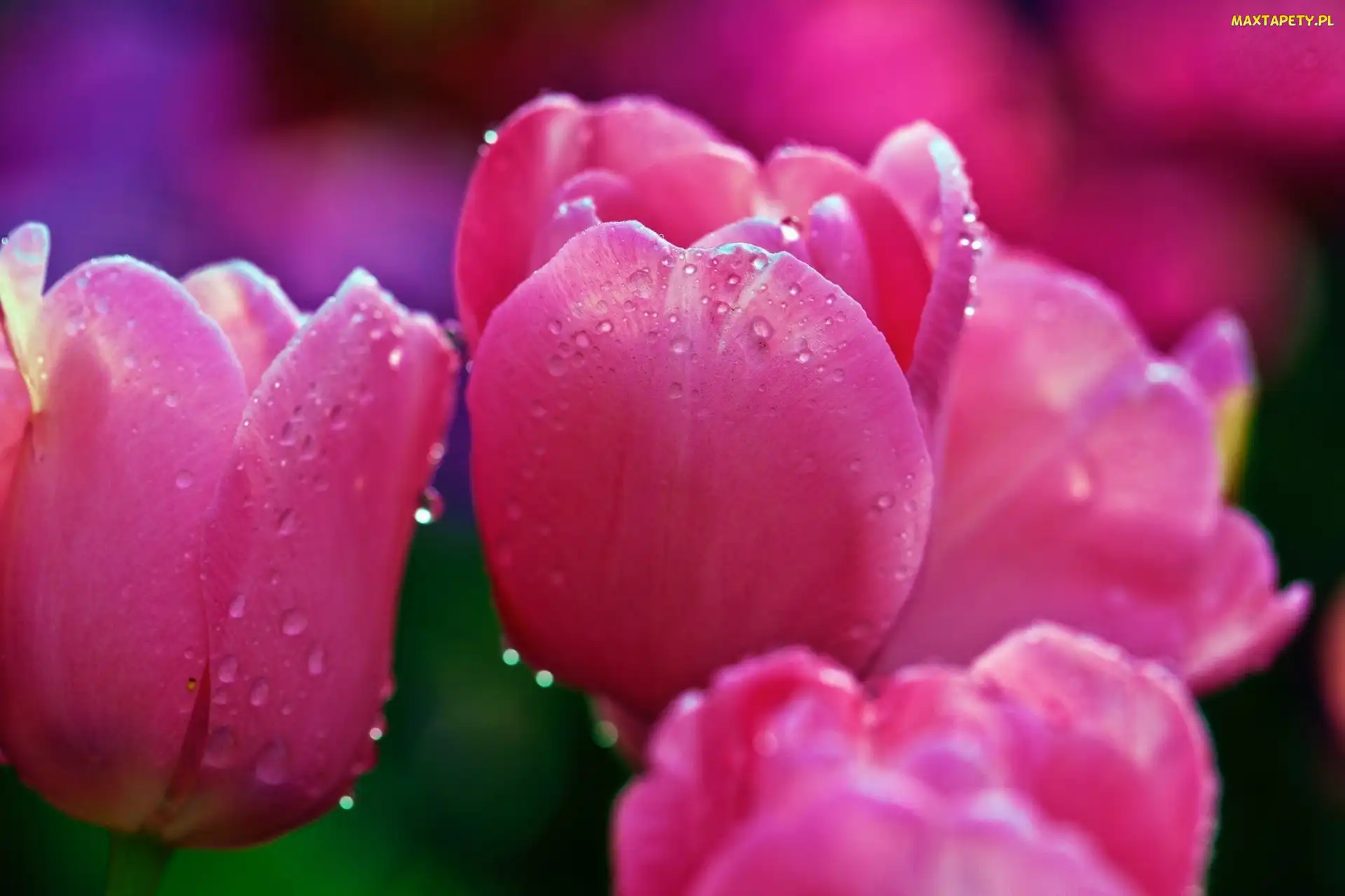 Rosy, Krople, Różowe, Tulipany