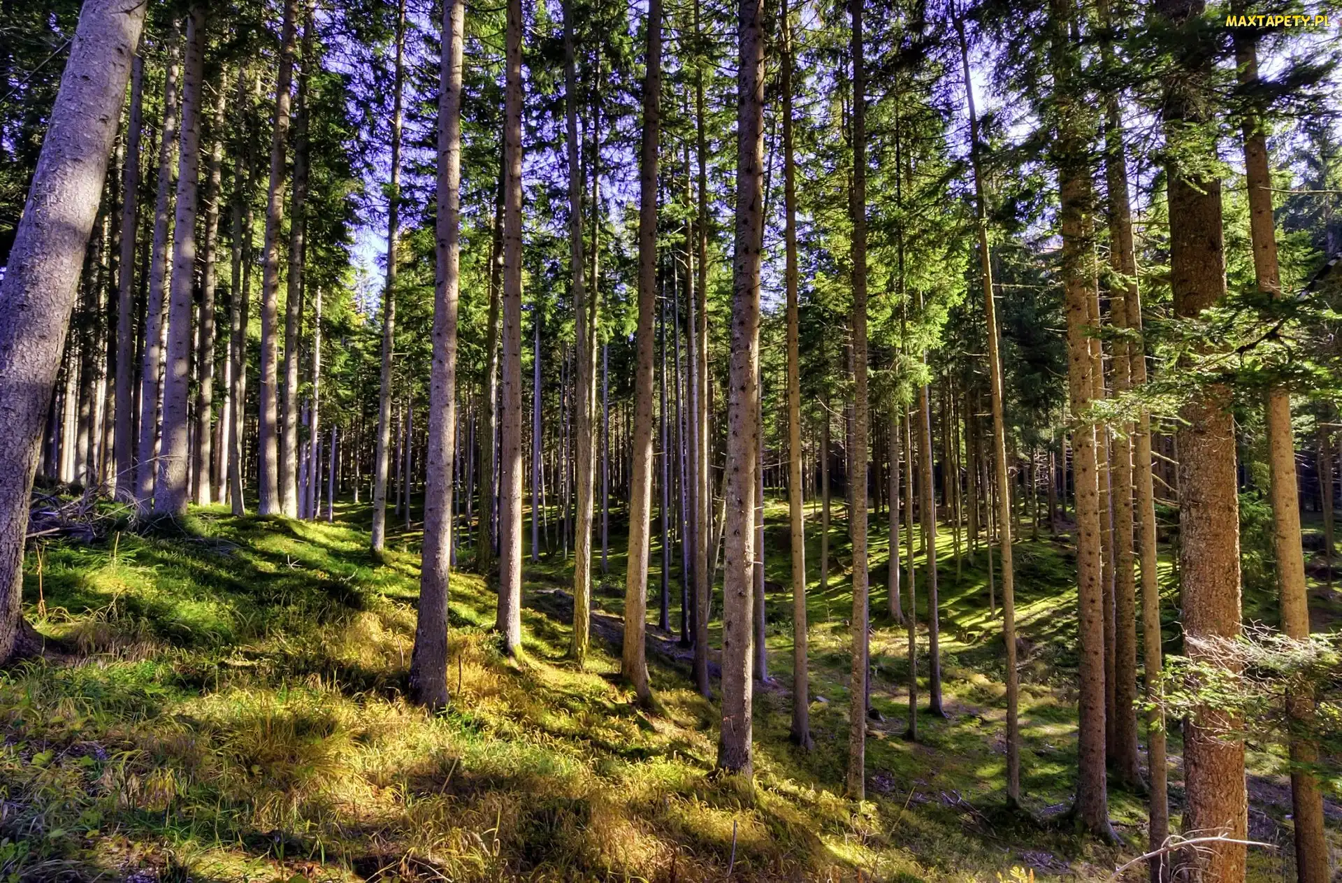 Przebijające, Światło, Las