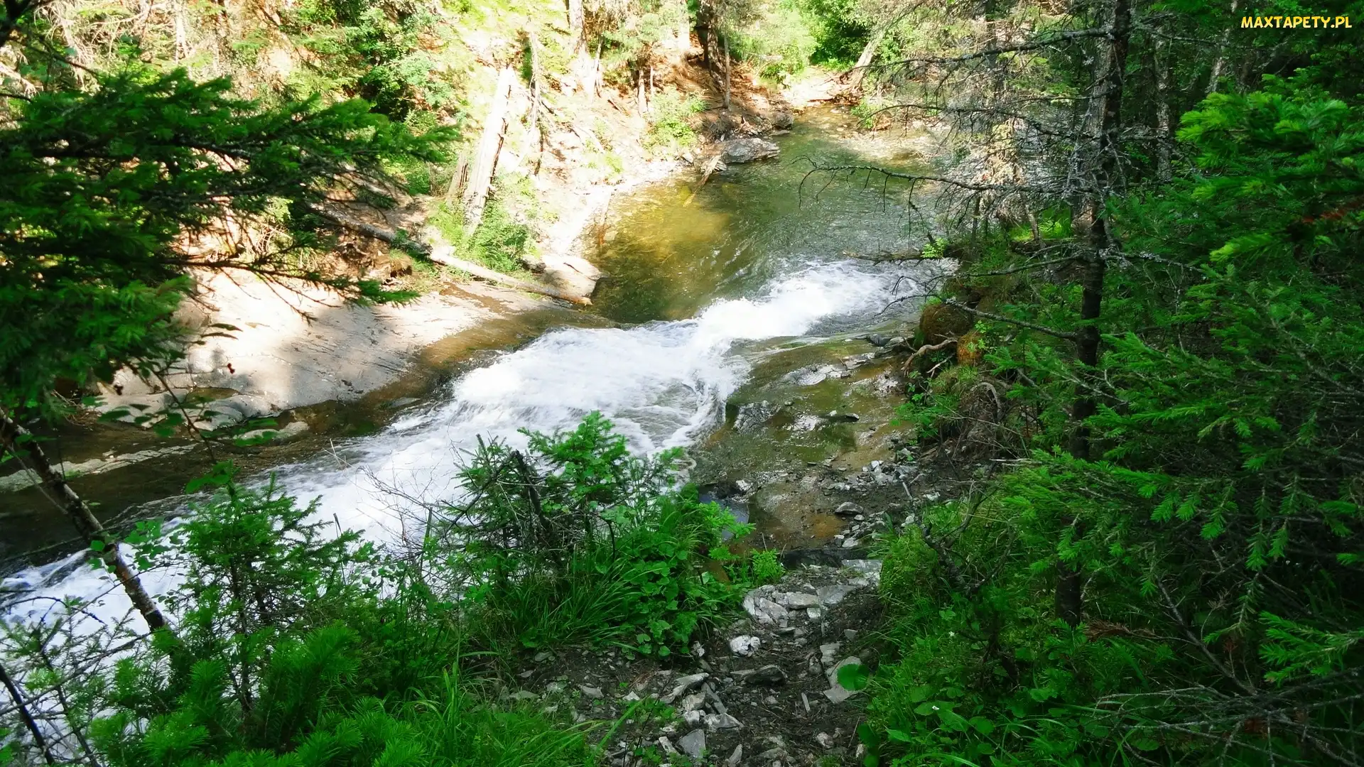 Górski, Drzewa, Potok