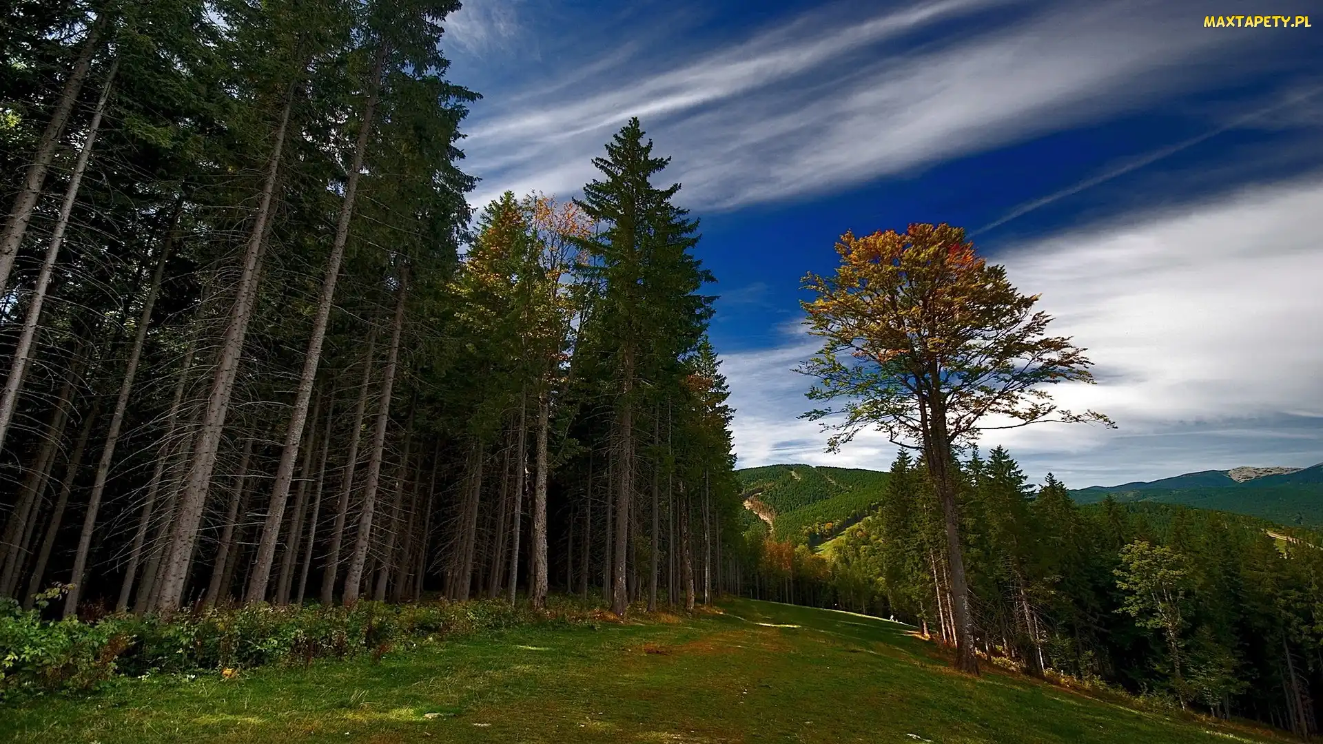 Las, Zbocze, Góry