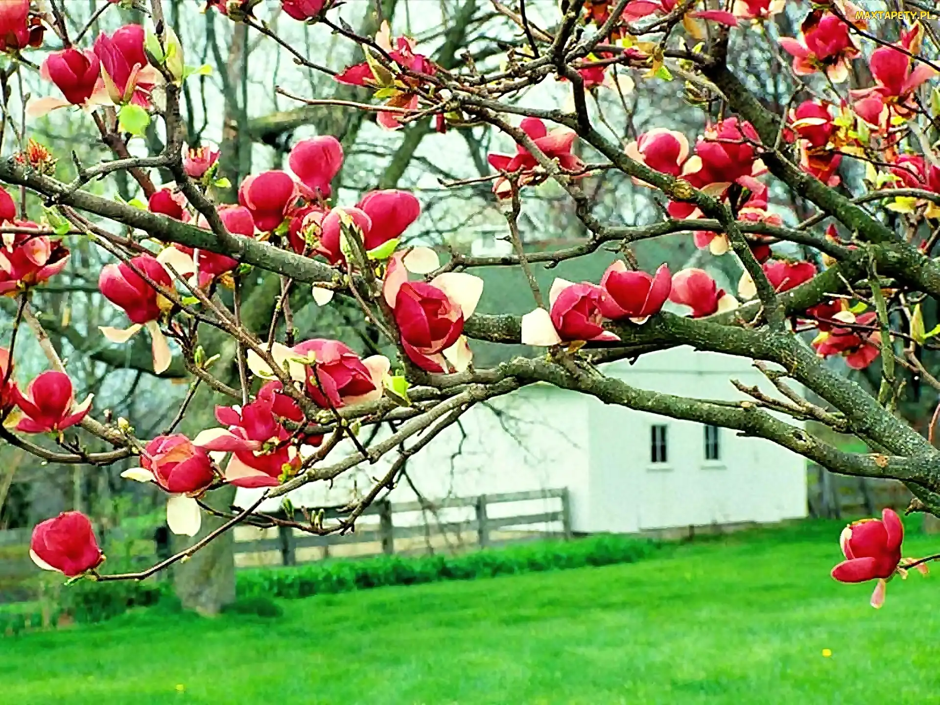 Magnolia, Czerwona, Dom, Łąka