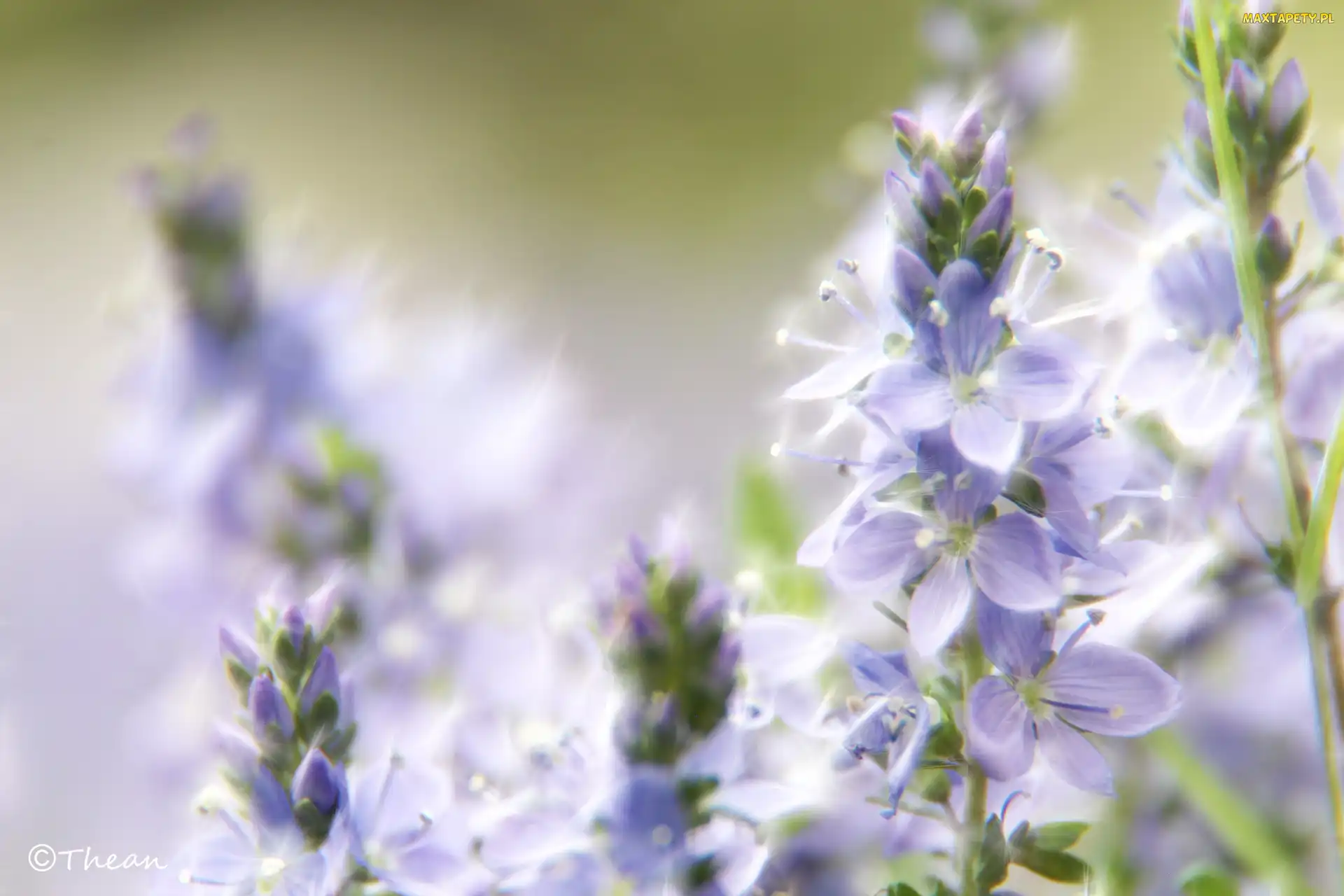 Kwiaty, Fractalius, Fioletowe