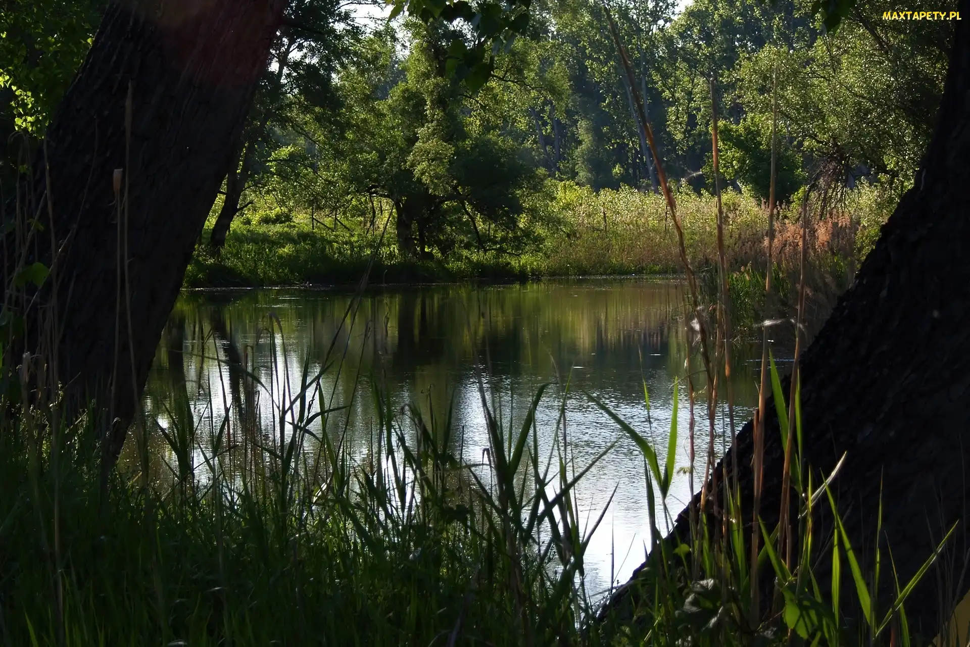 Światło, Przebijające, Jezioro, Las