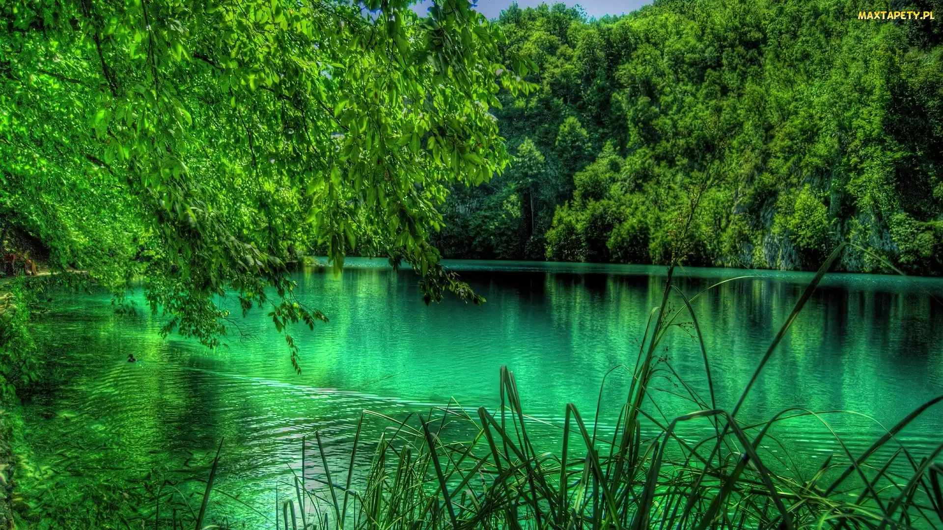 Drzewa, Jezioro