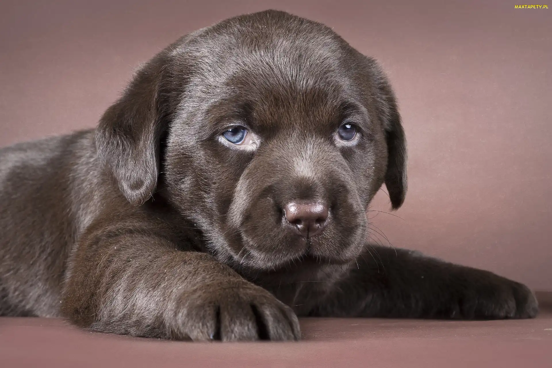 Labrador, Szczeniaczek