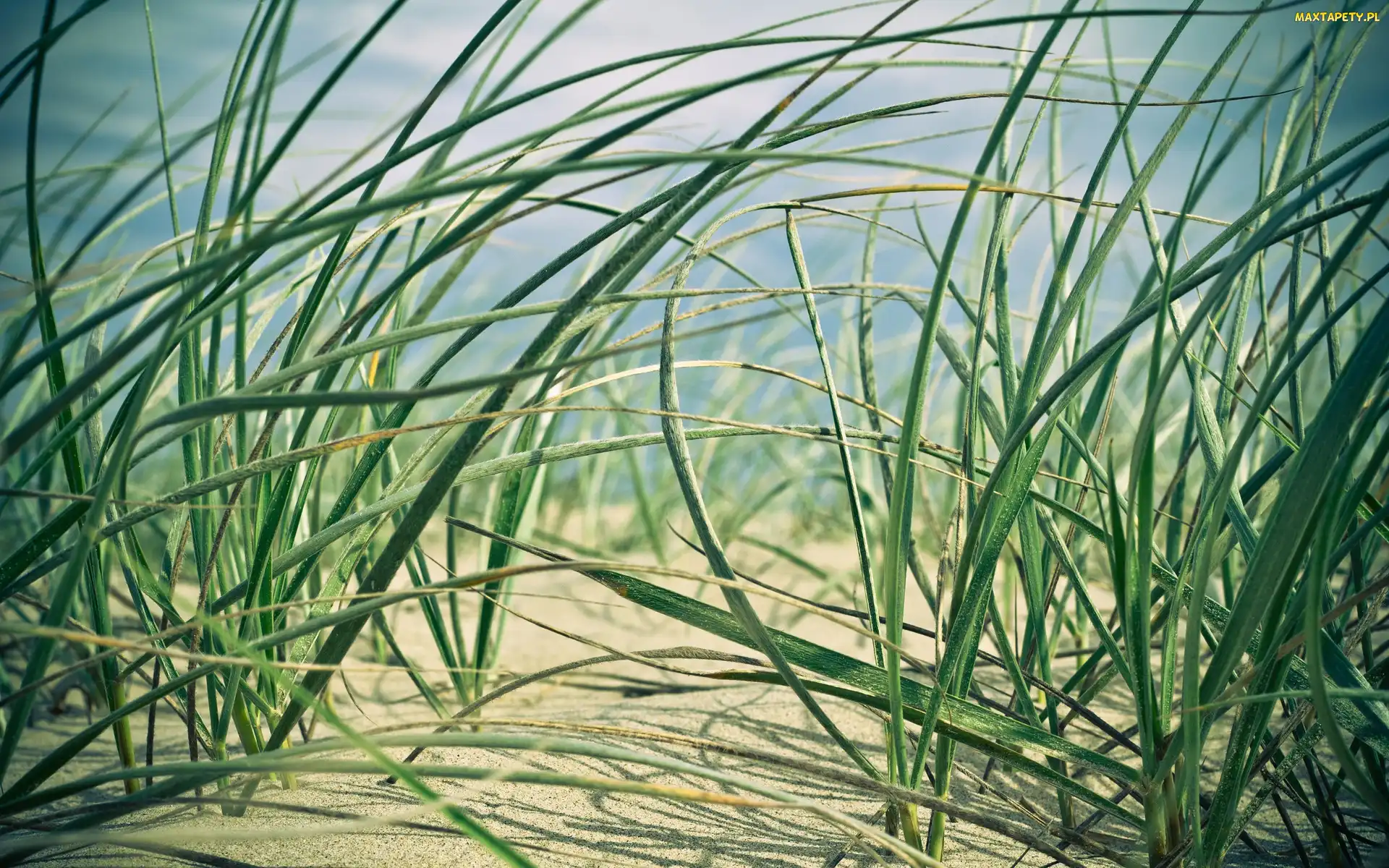 Piasek, Trawa