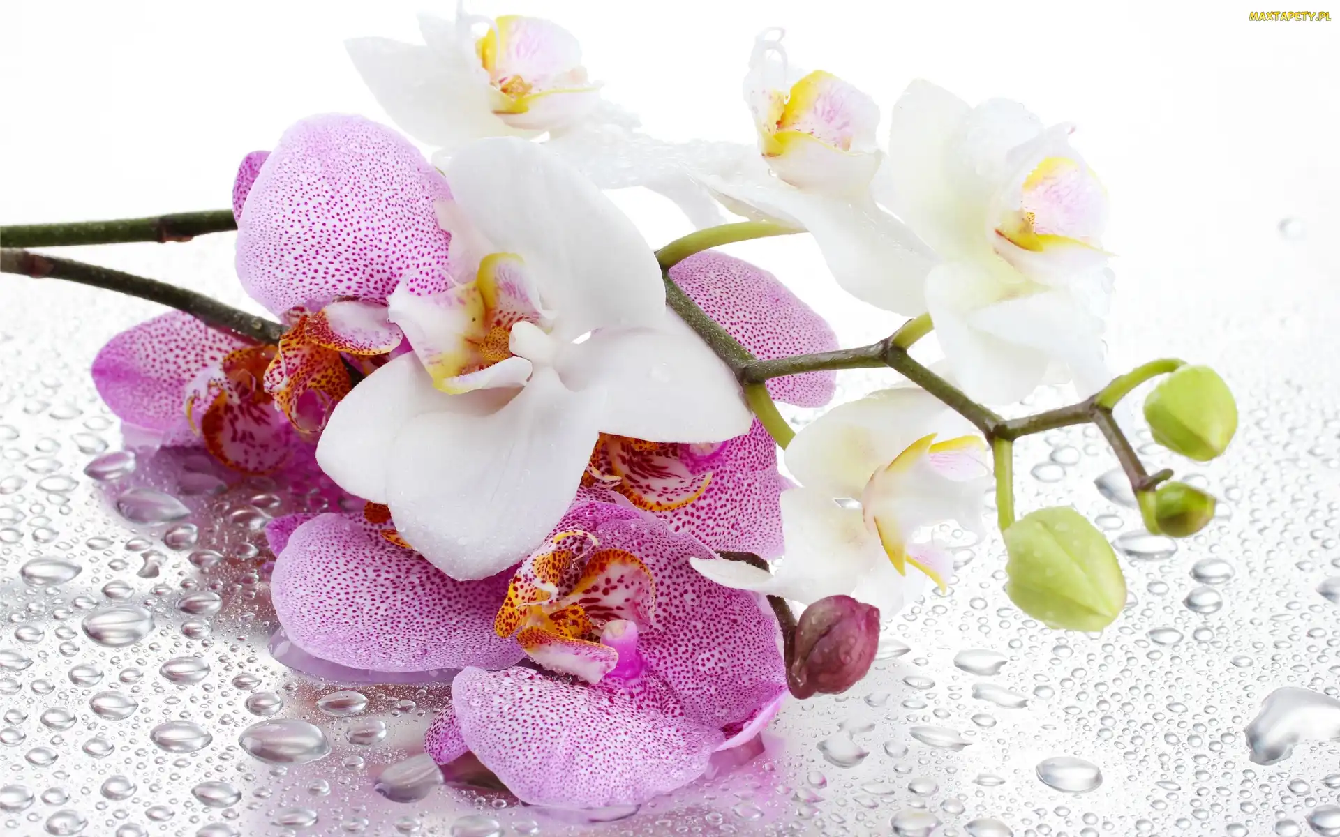 Orchidea, Deszczu, Krople