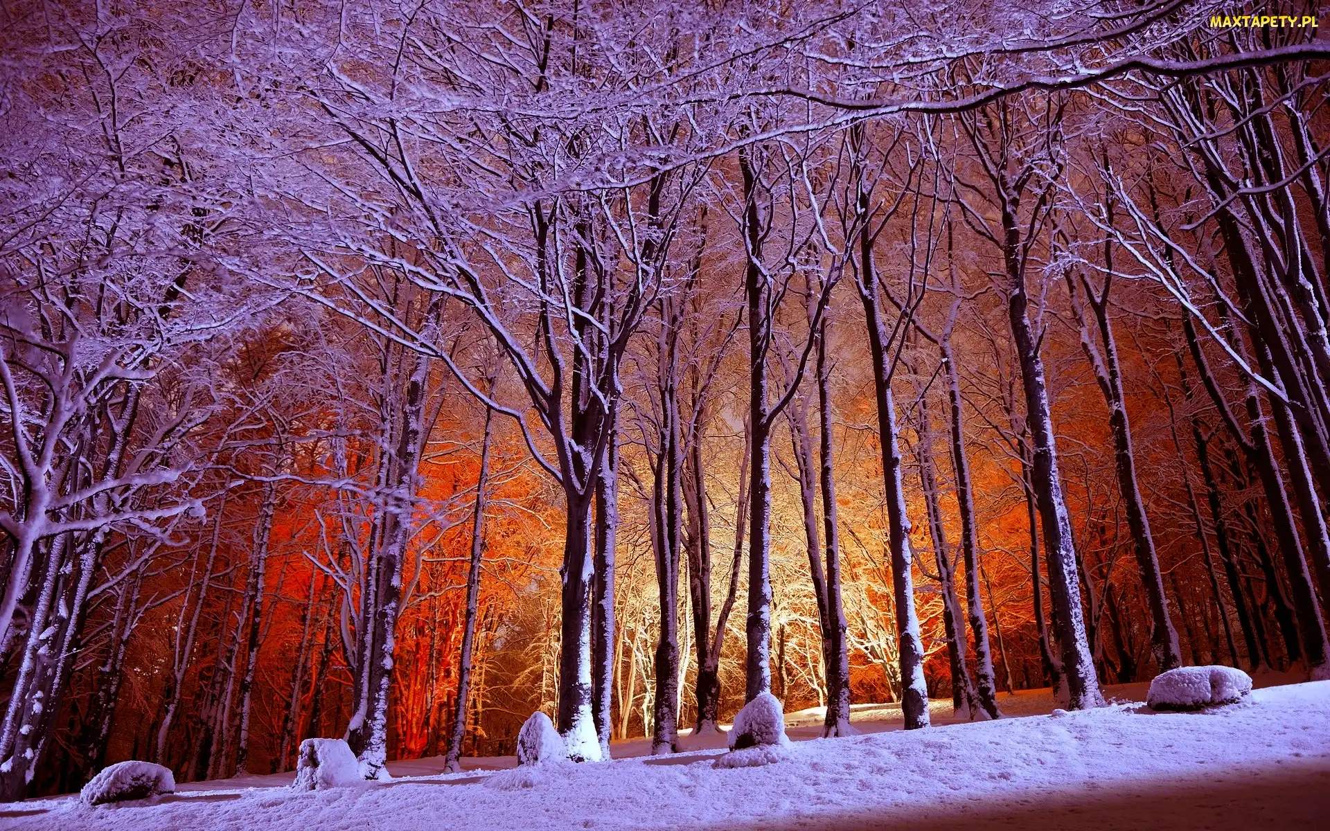 Drzewa, Ośnieżone, Zima, Park