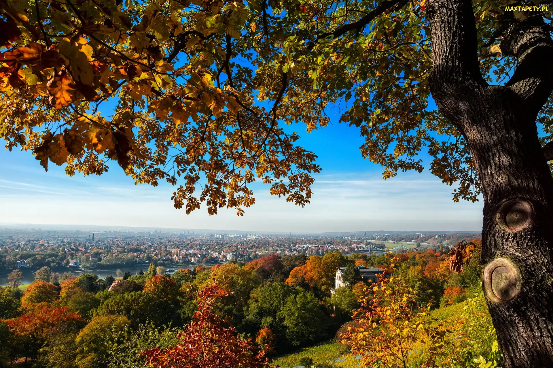 Jesień, Miasta, Panorama, Drzewo