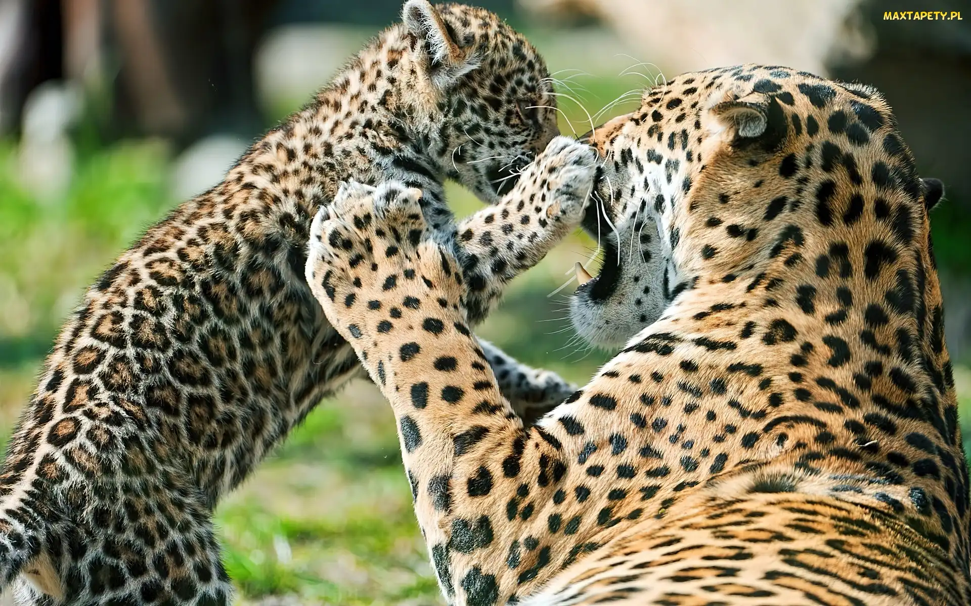 Jaguary, Młode, Samica