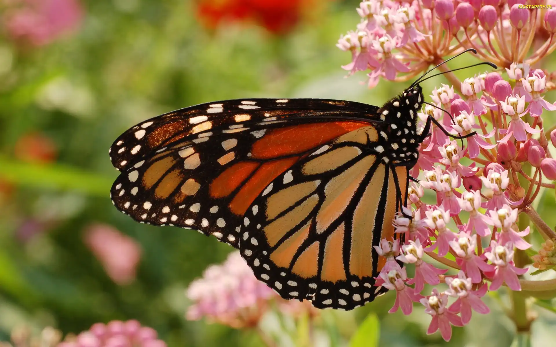 Kwiatki, Różowe, Monarcha, Motyl