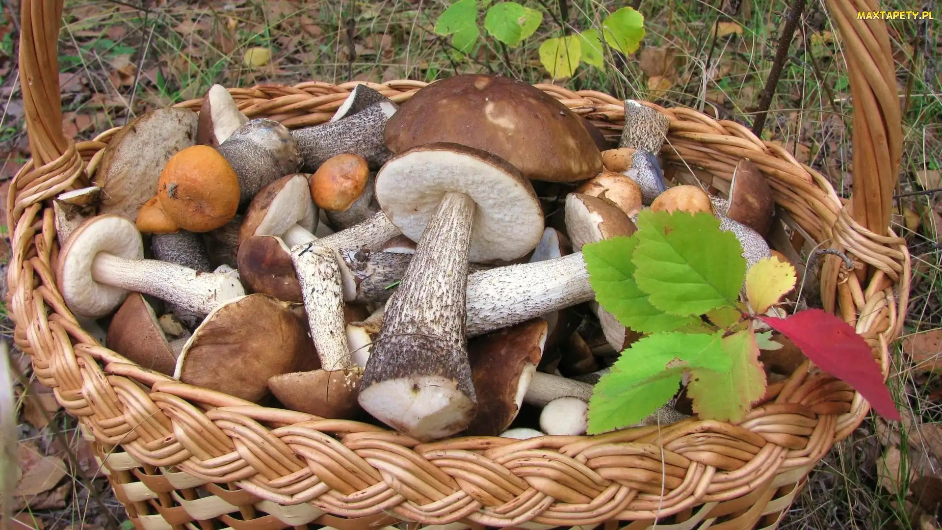 Grzybów, liście, Jesienne, Las, Kosz