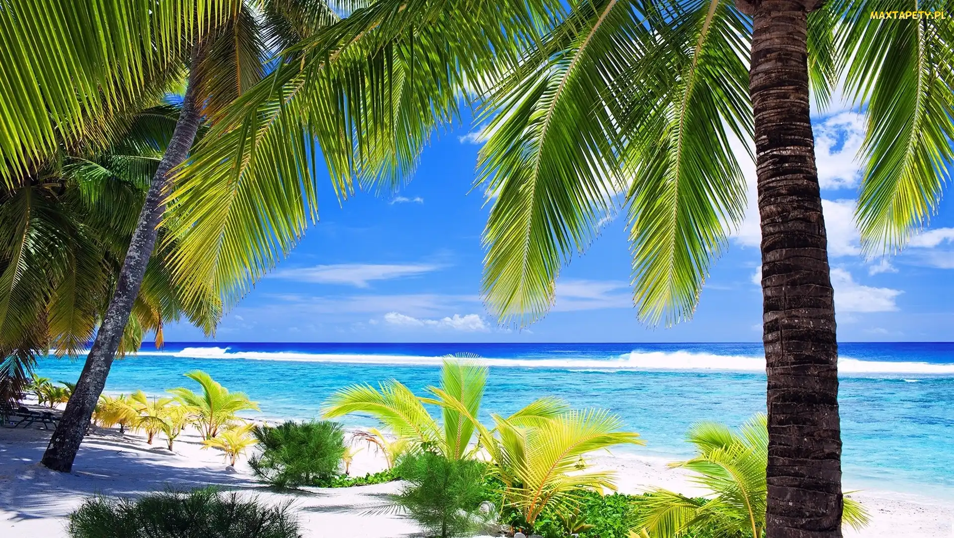 Plaża, Palmy, Ocean