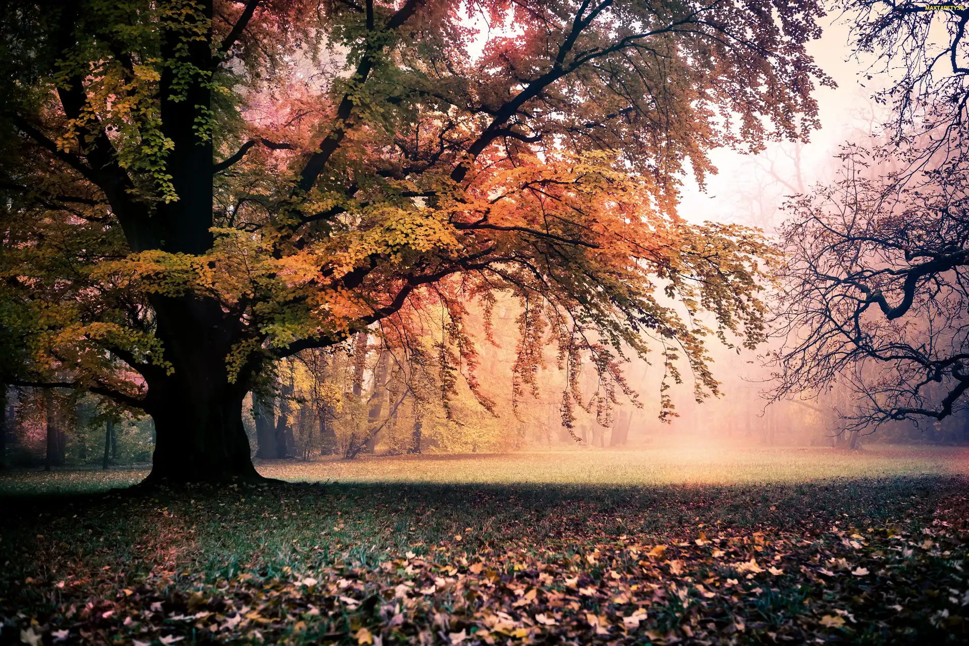Jesień, Światło, Drzewa, Park, Liście, Przebijające