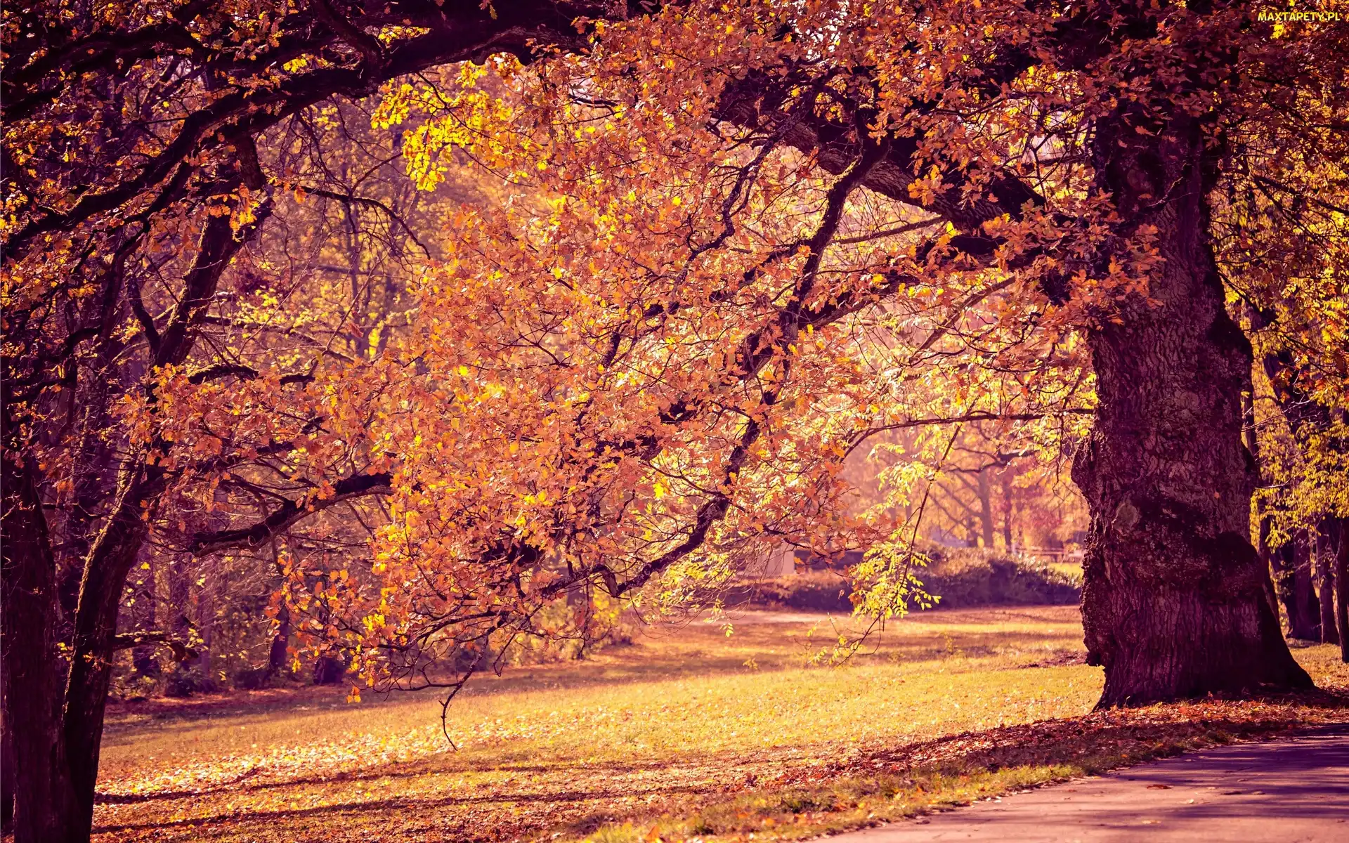 Jesień, Alejki, Park, Drzewa