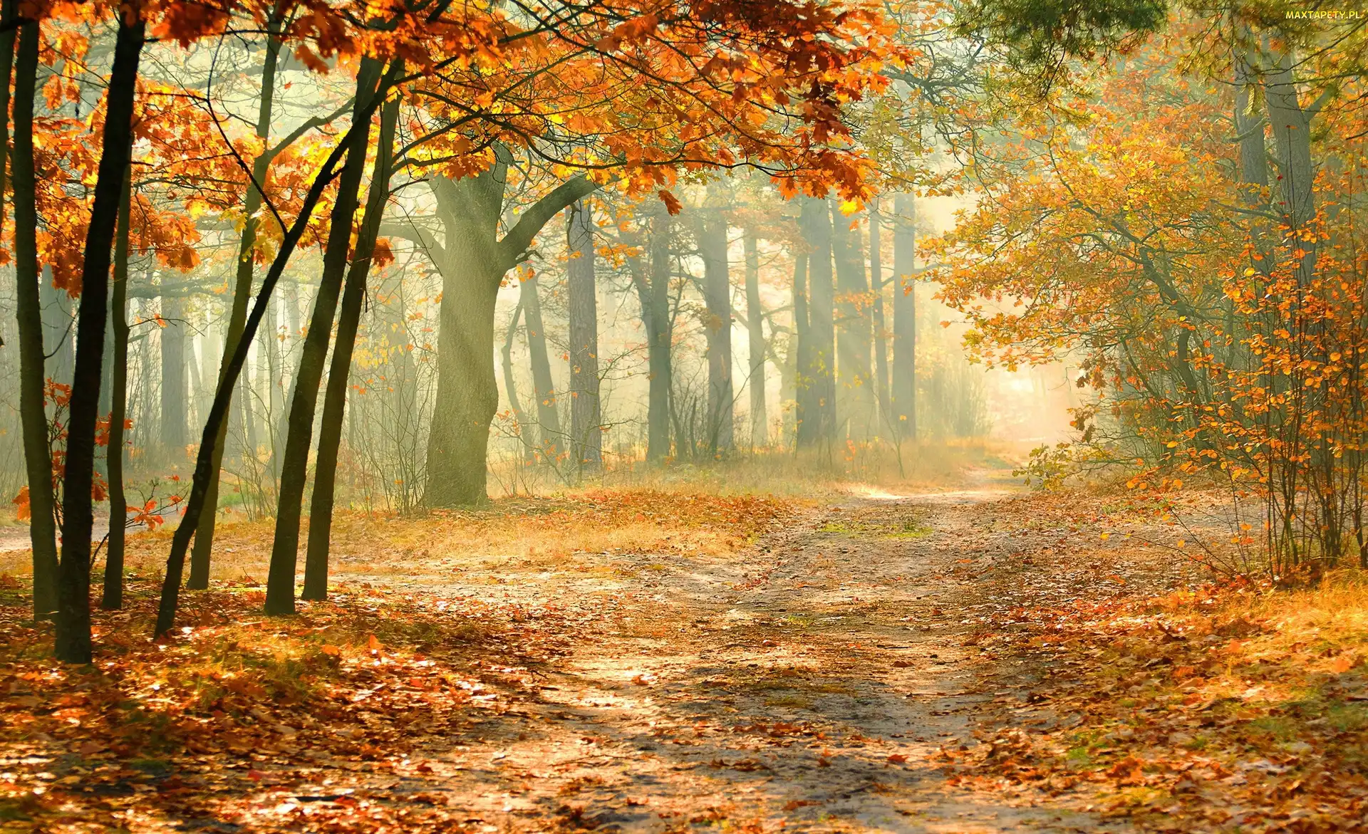 Jesień, Światło, Droga, Park, Liście, Przebijające