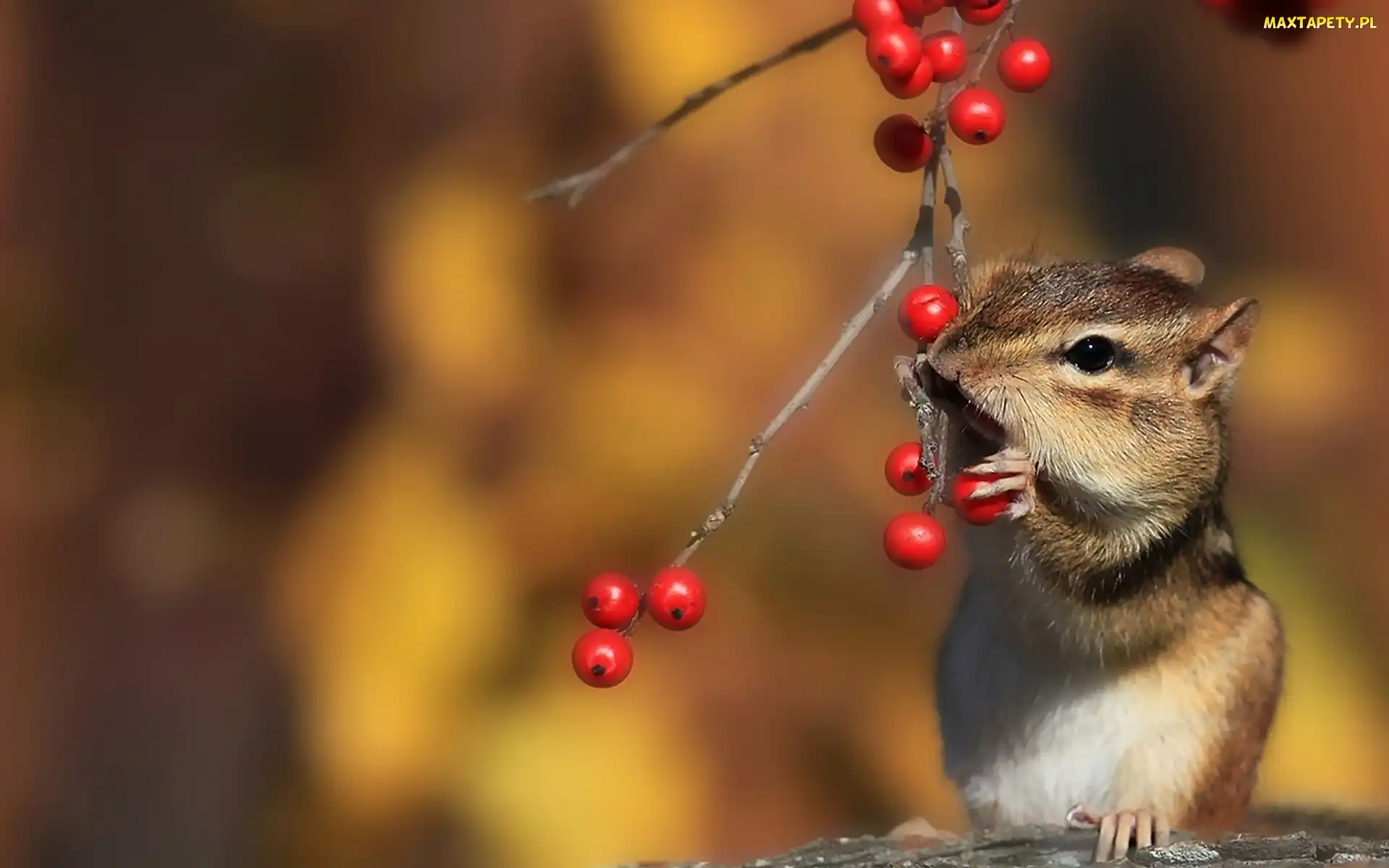 Wiewiórka, Jarzębiny, Drzewo, Ziemna, Chipmunk