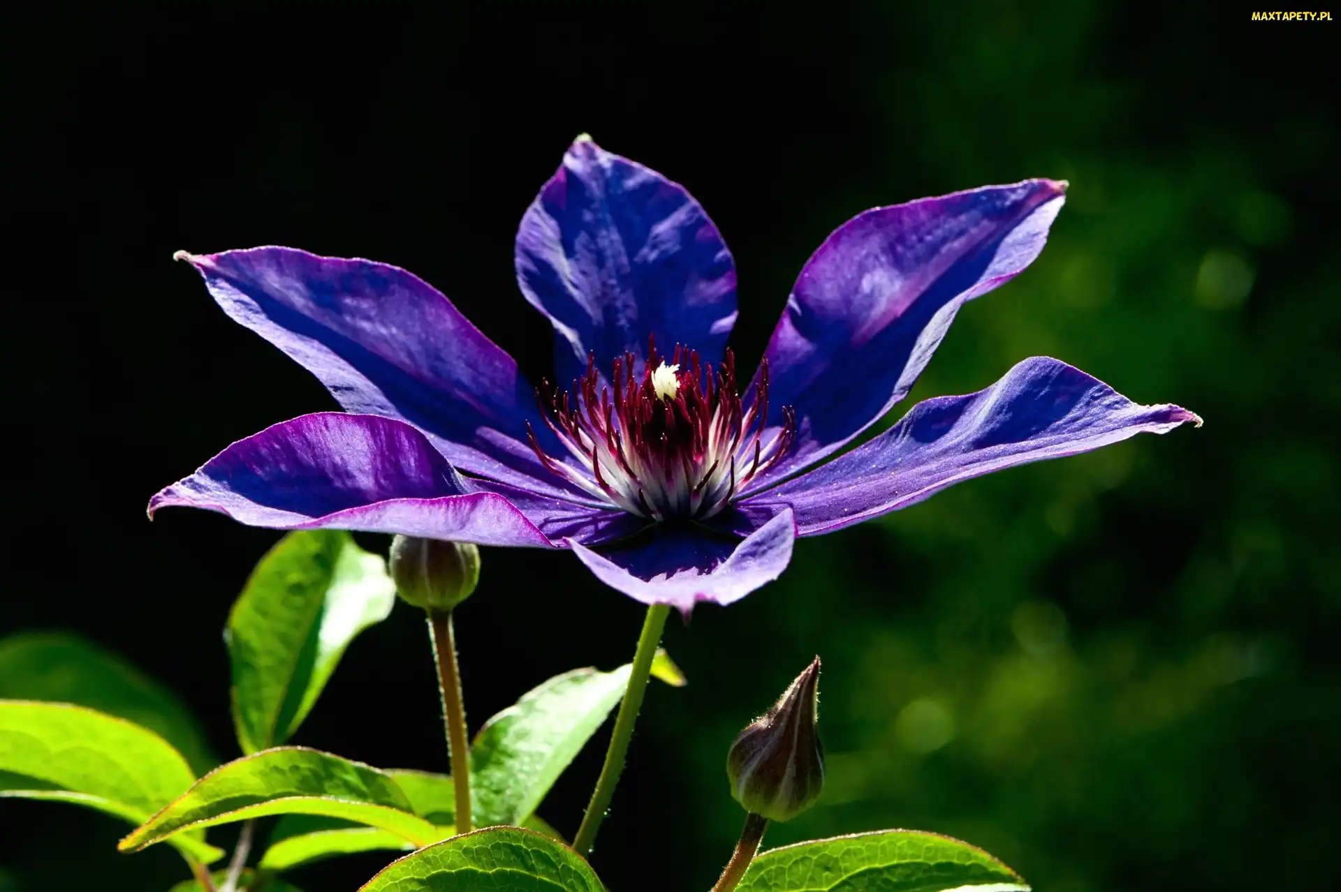 Clematis, Powojnik, Fioletowy