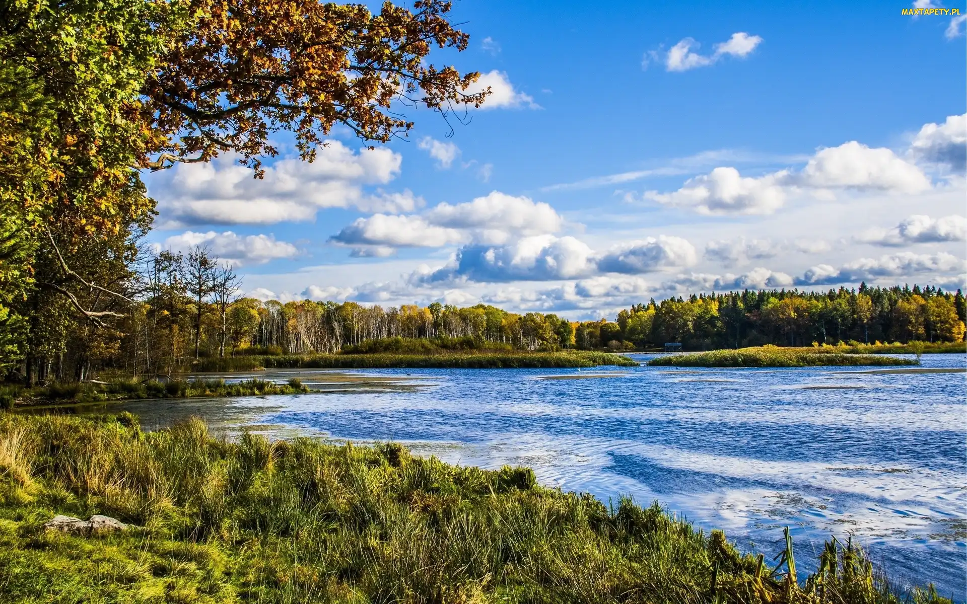 Trawa, Drzewa, Jezioro, Las