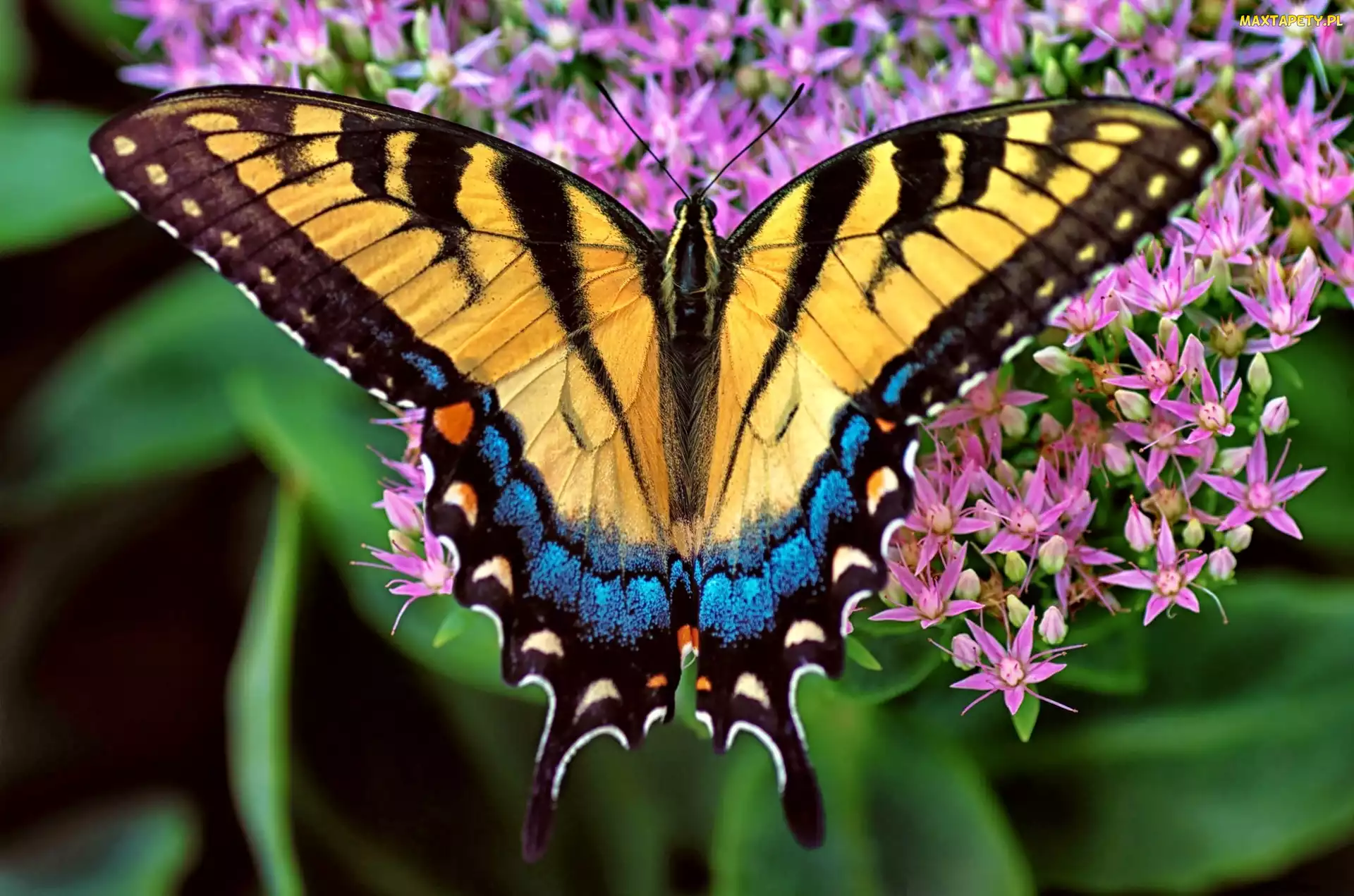 Purpurowe, Kwiatki, Motyl