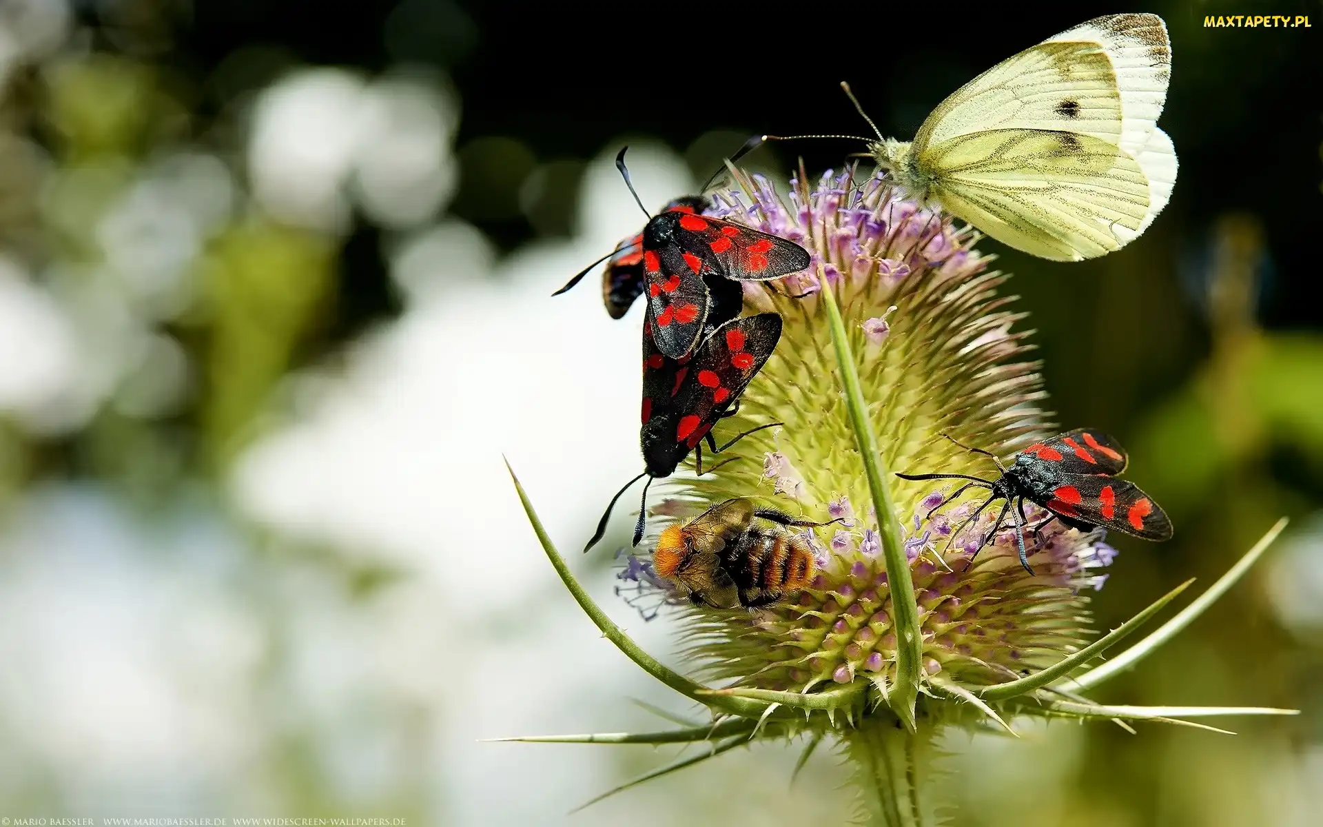 Oset, Pszczoła, Motyl, Owady