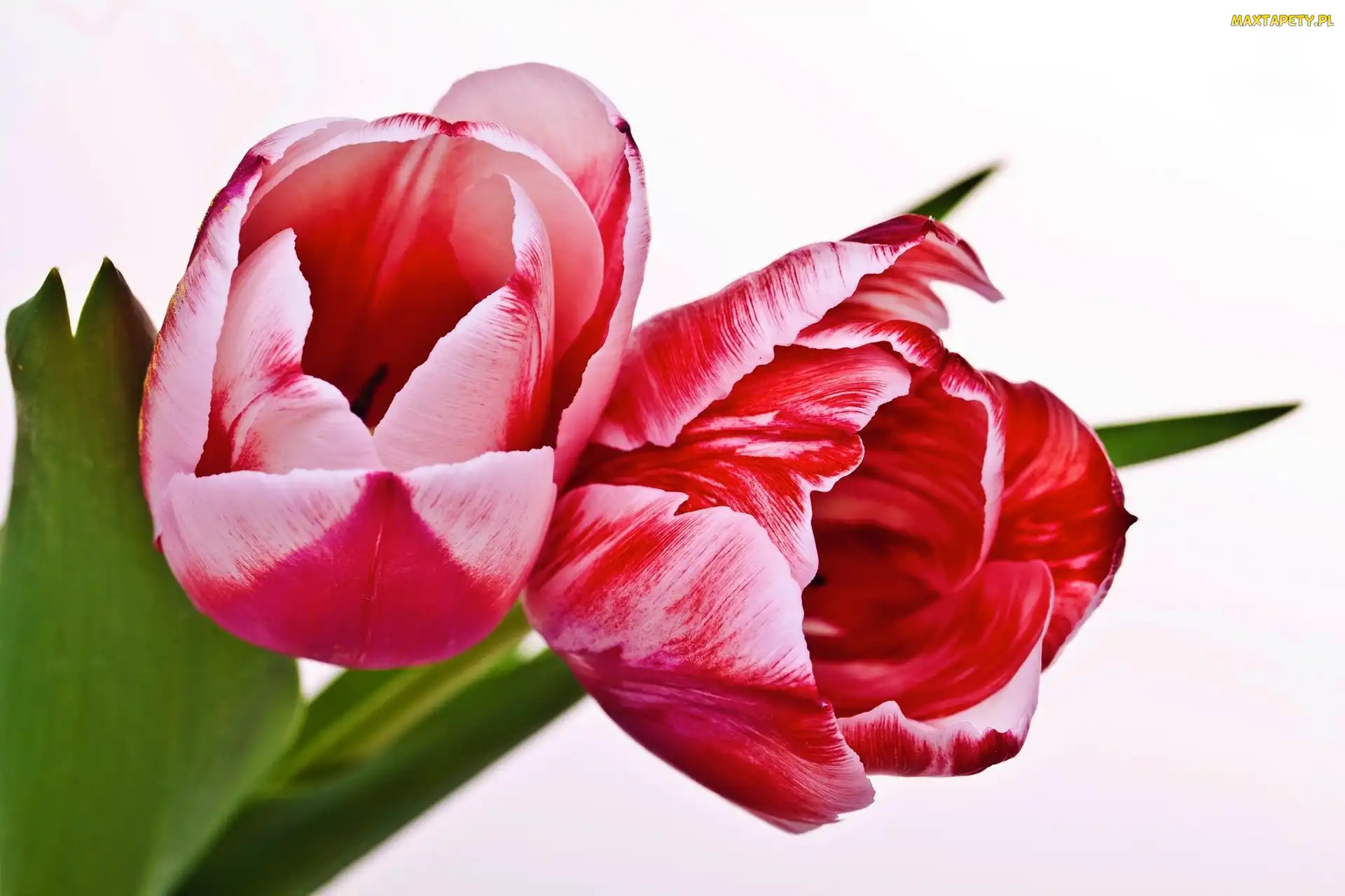 Tulipany, Tło, Białe