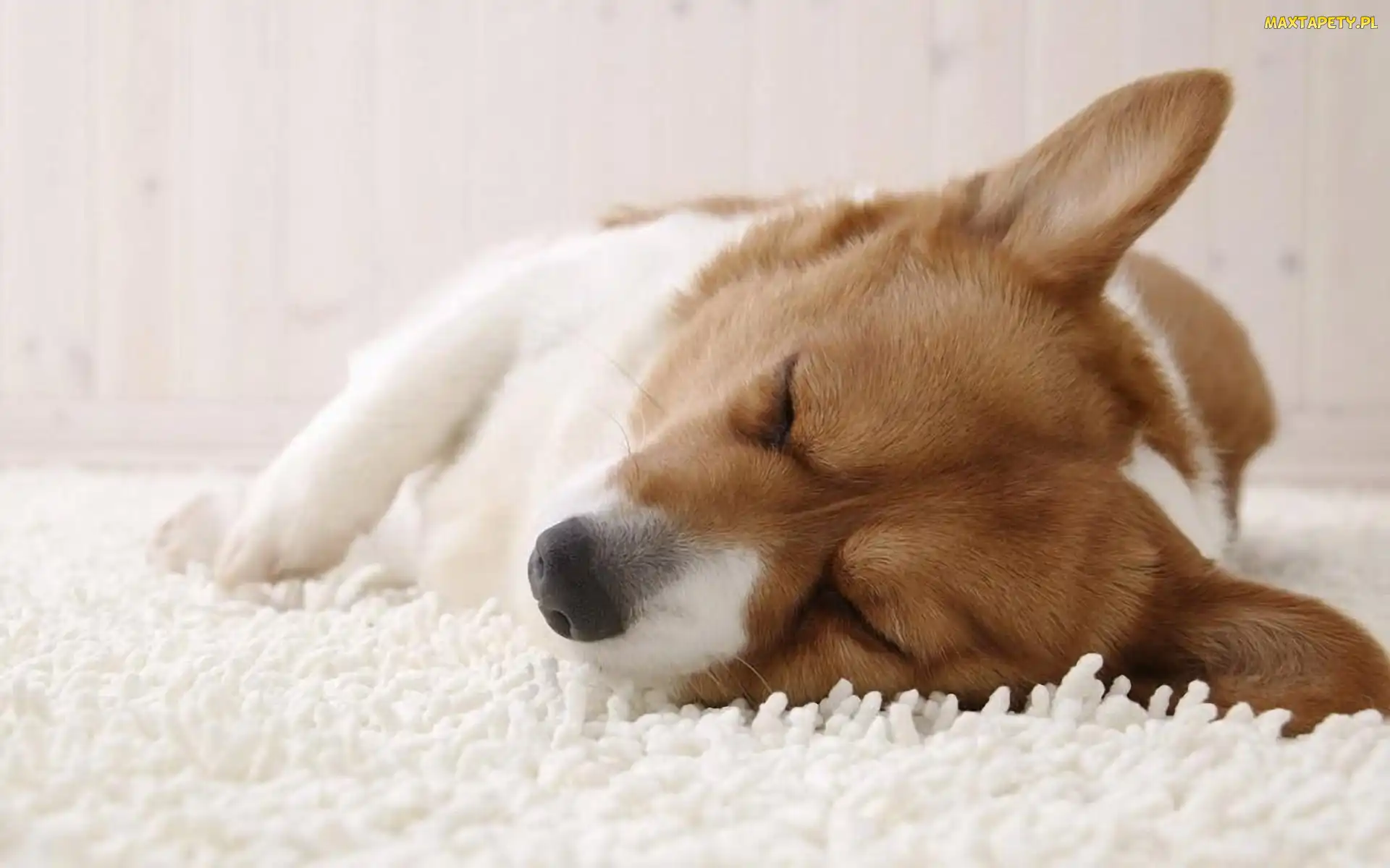 Piesek, Corgi, Śpiący