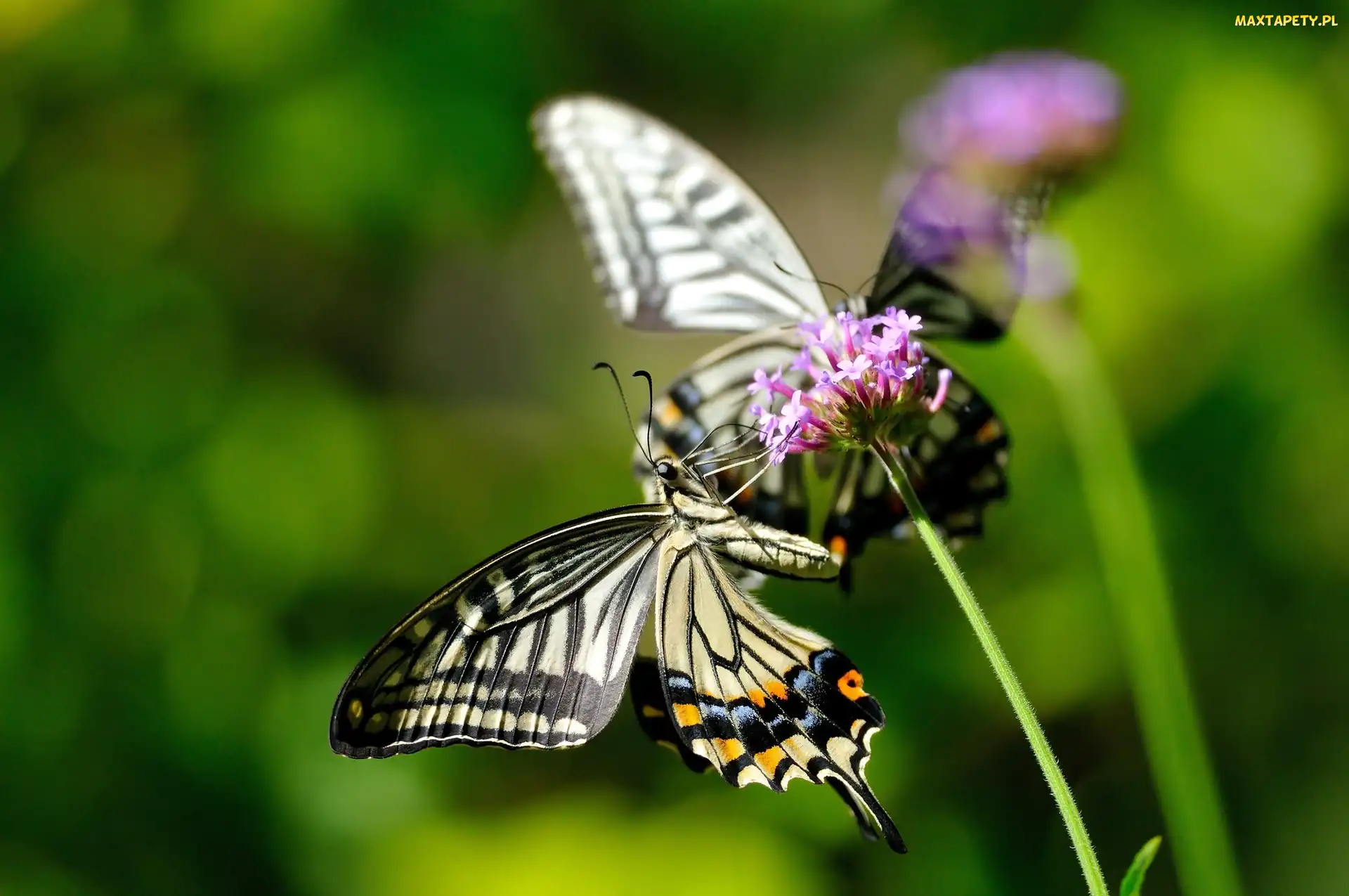 Roślina, Makro, Motyl