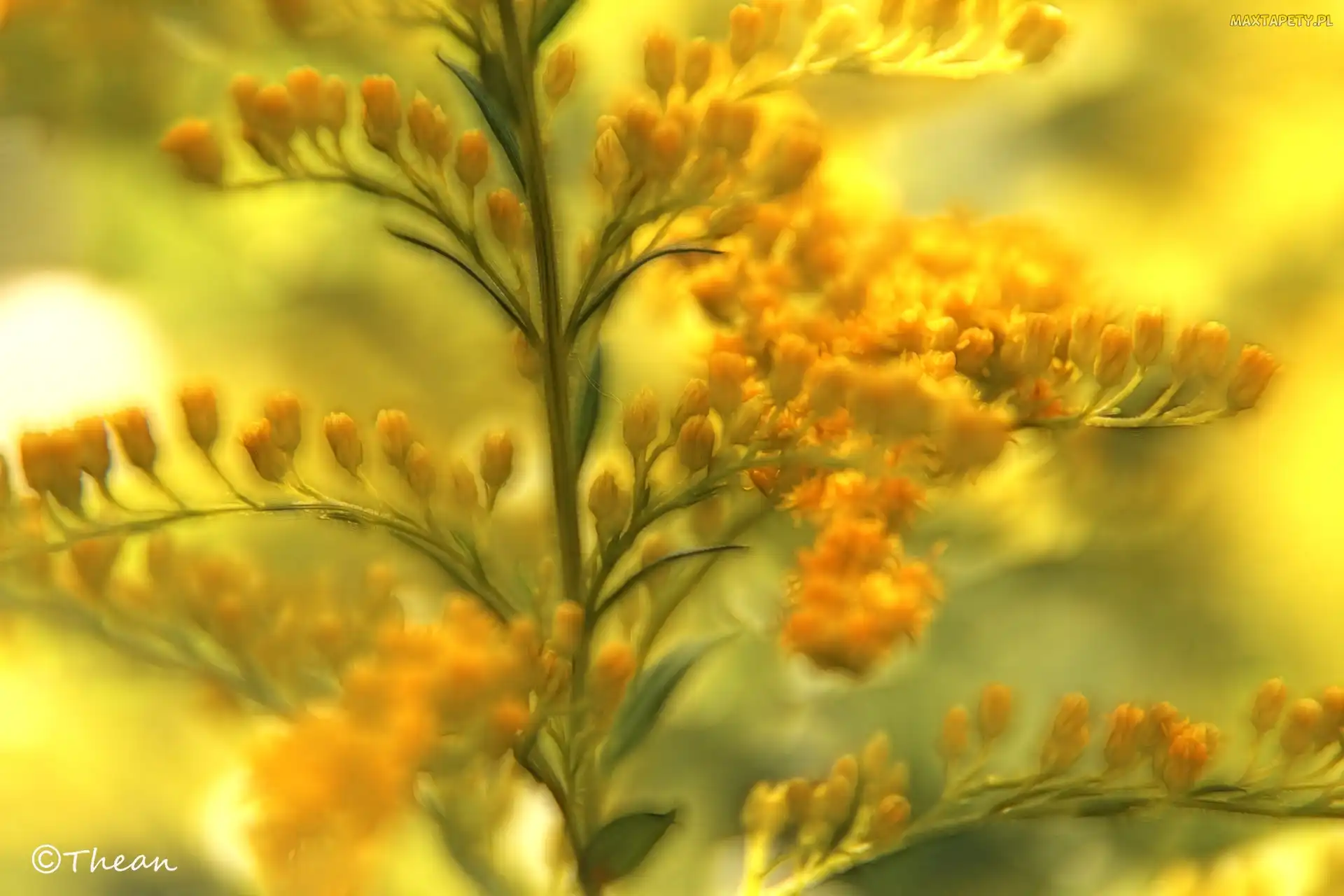 Kwiaty, Fractalius, Żółte