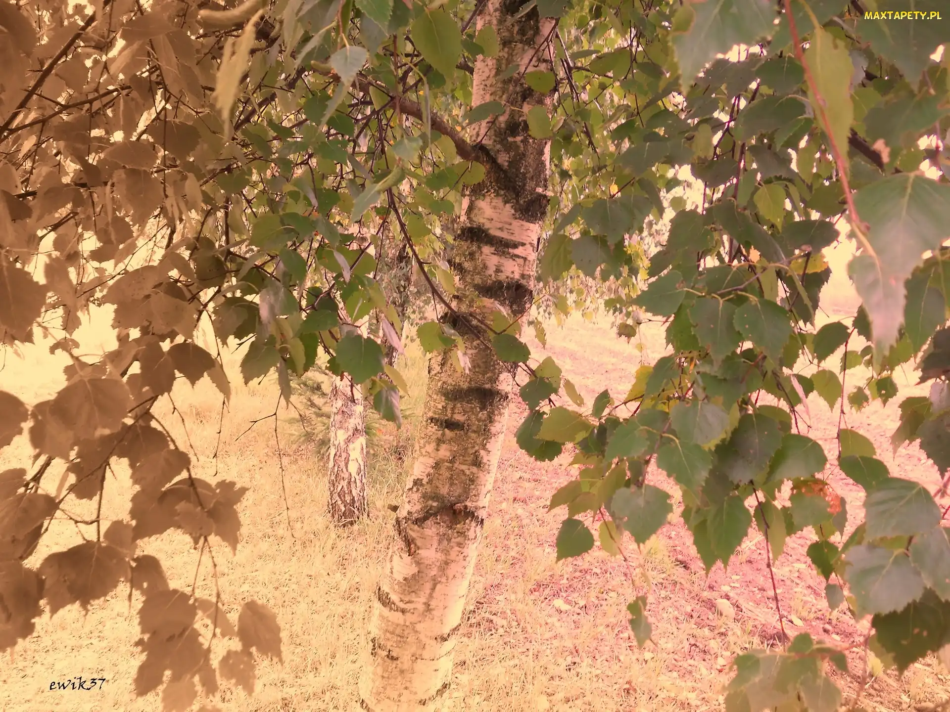 Brzoza, Sepia