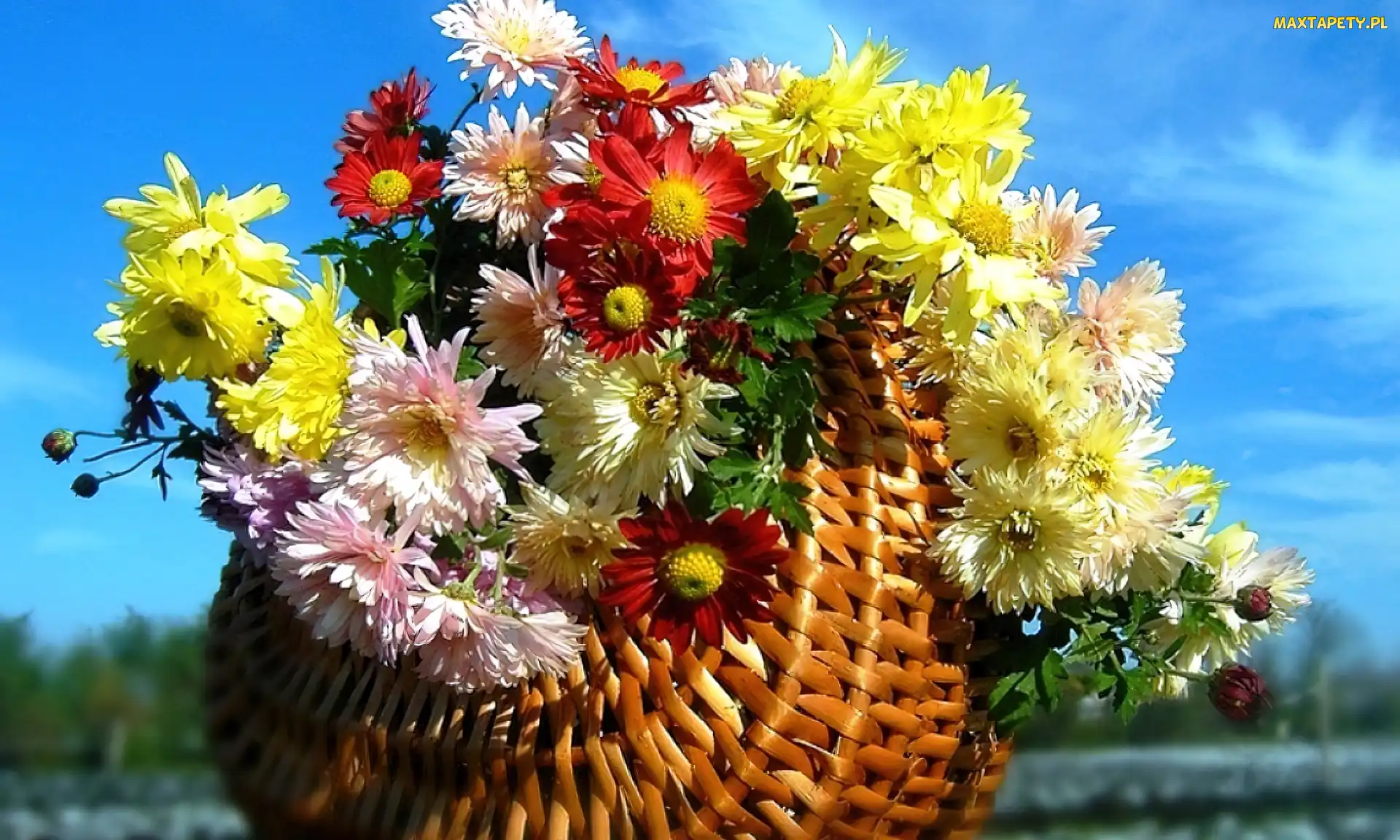 Kolorowe, Chryzantemy, Kosz