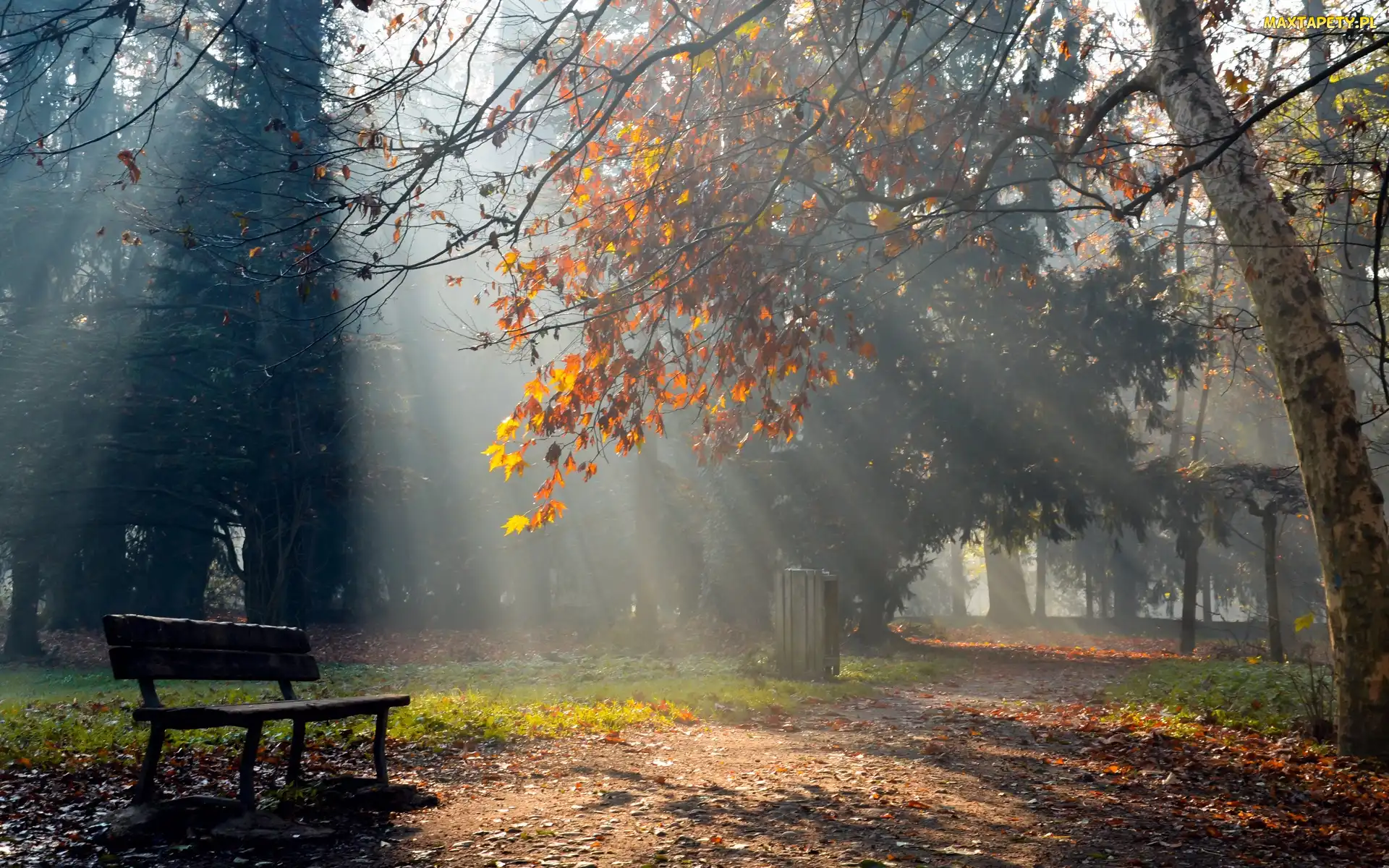 Park, Jesień, Promienie, Słońca, Ławka