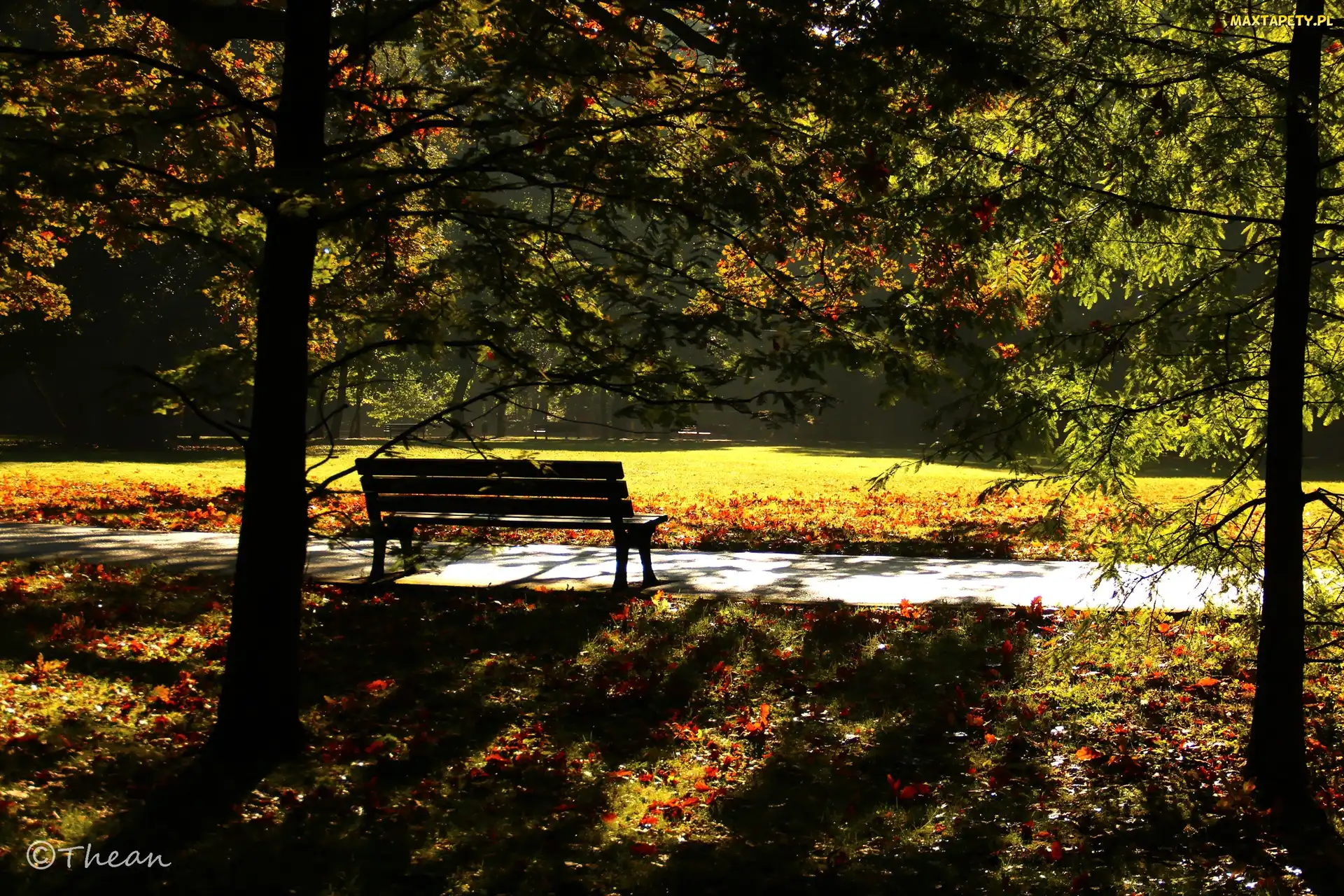 Drzewa, Jesień, Poranek, Ławka, Park