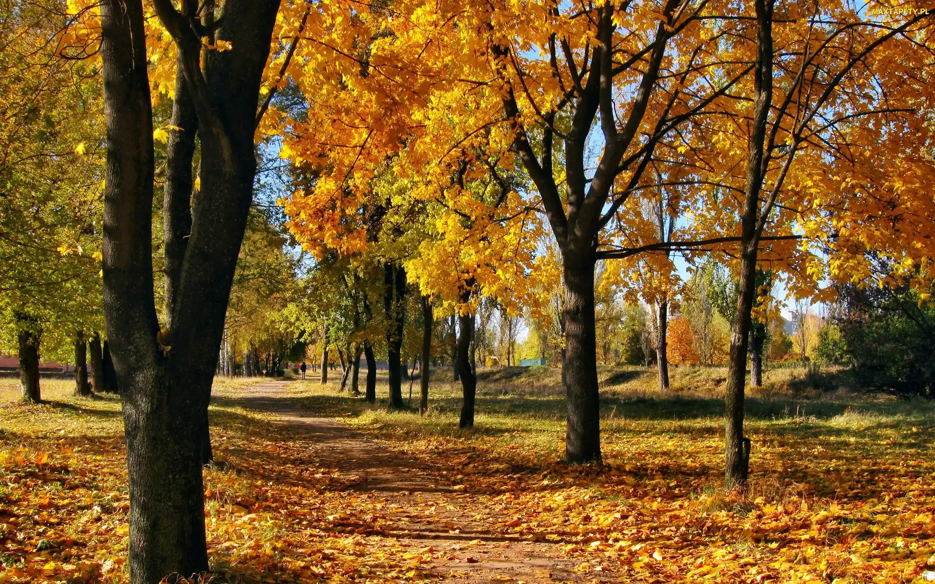 Jesień, Liście, Drzewa, Park