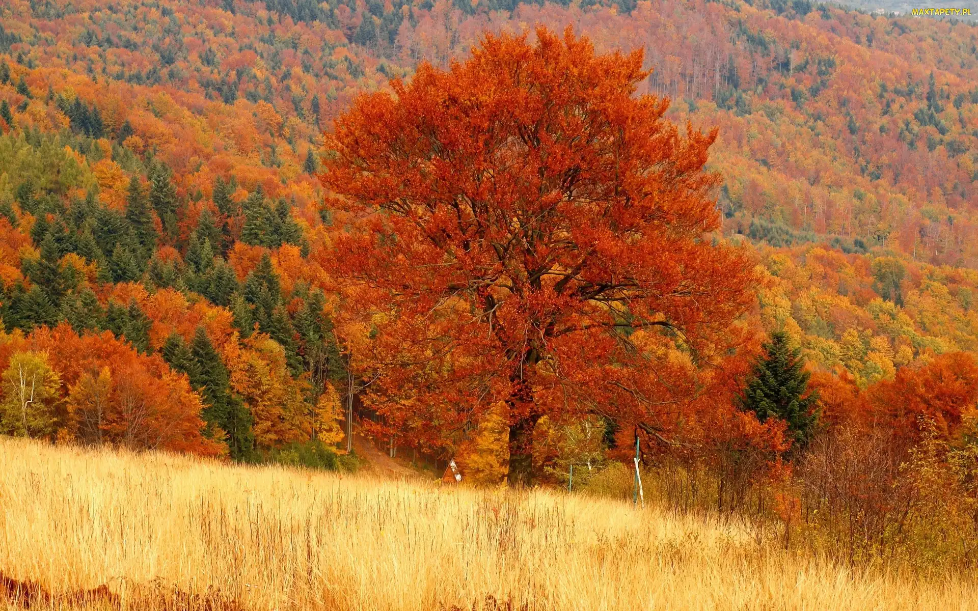 Jesień, Łąki, Lasy, Góry, Kolorowe, Drzewa