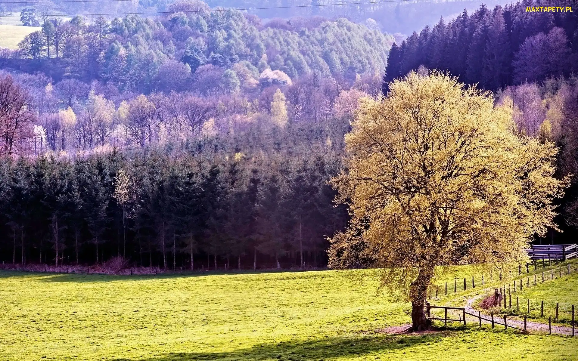 Polana, Drzewo, Las
