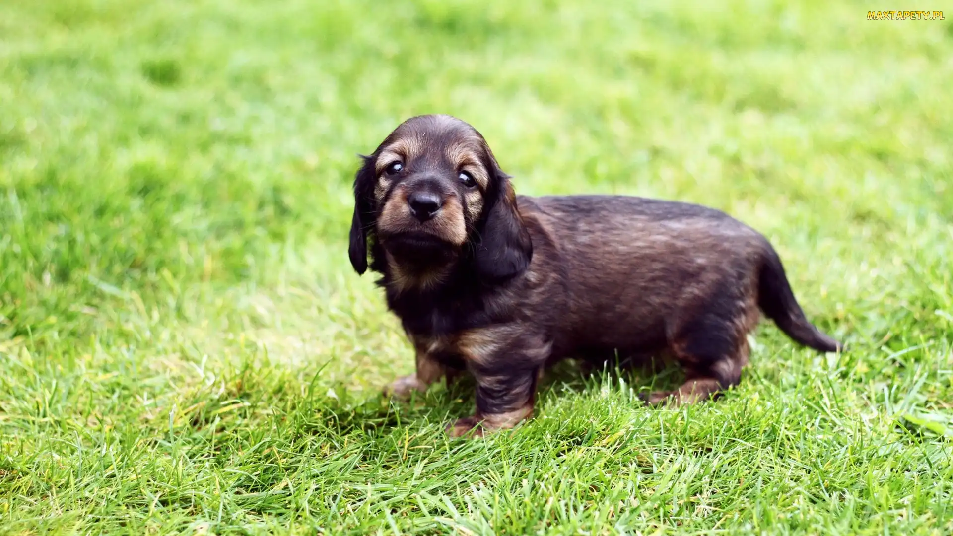 Słodki, Trawa Field spaniel, Szczeniak
