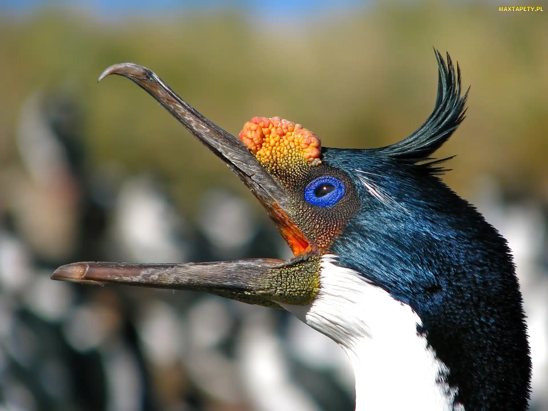 Kormoran, Dziób, Głowa