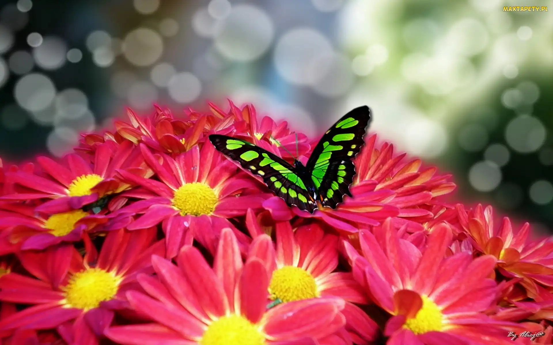 Zielony, Motyl, Chryzantema