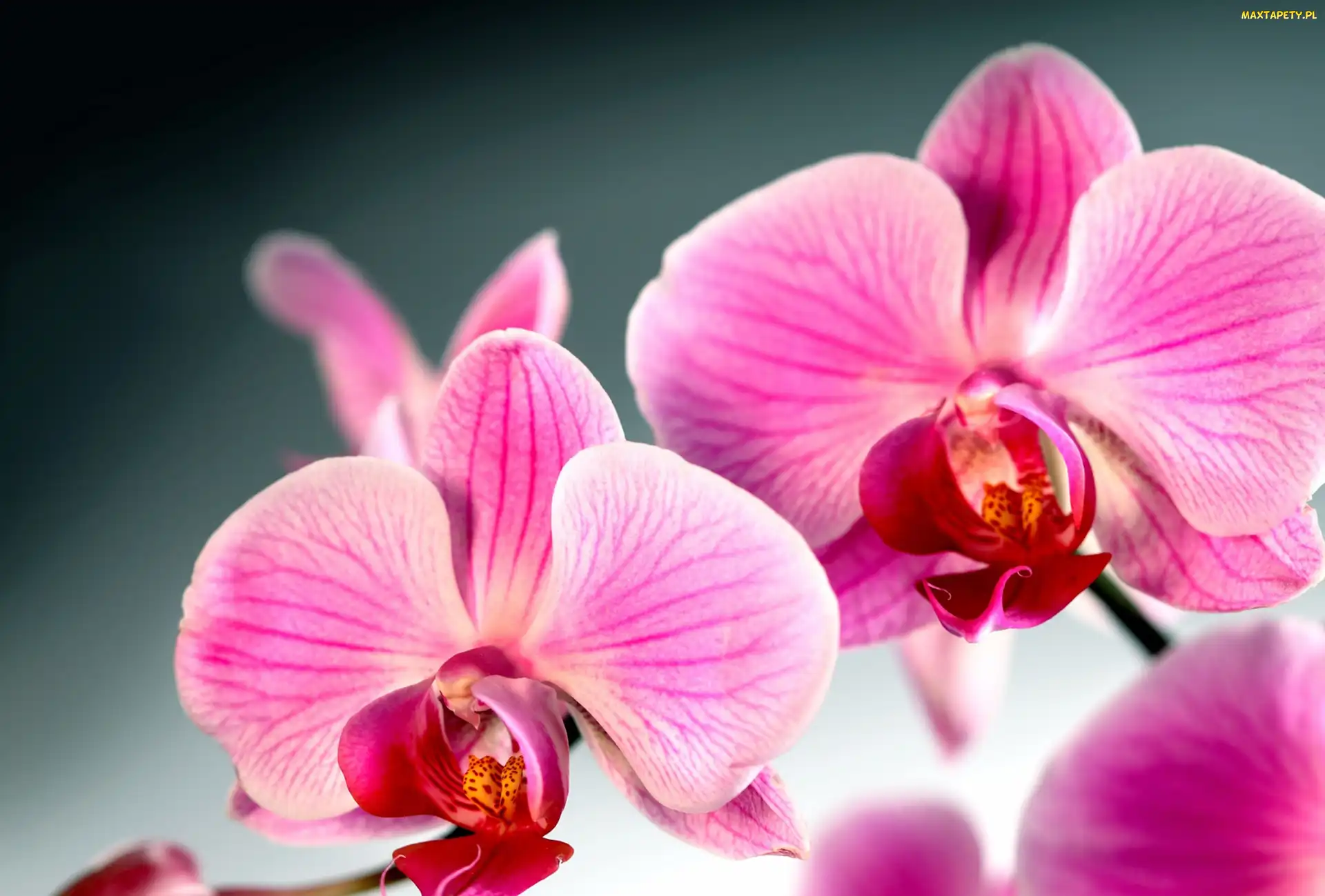 Orchidea, Kwiat, Storczyk
