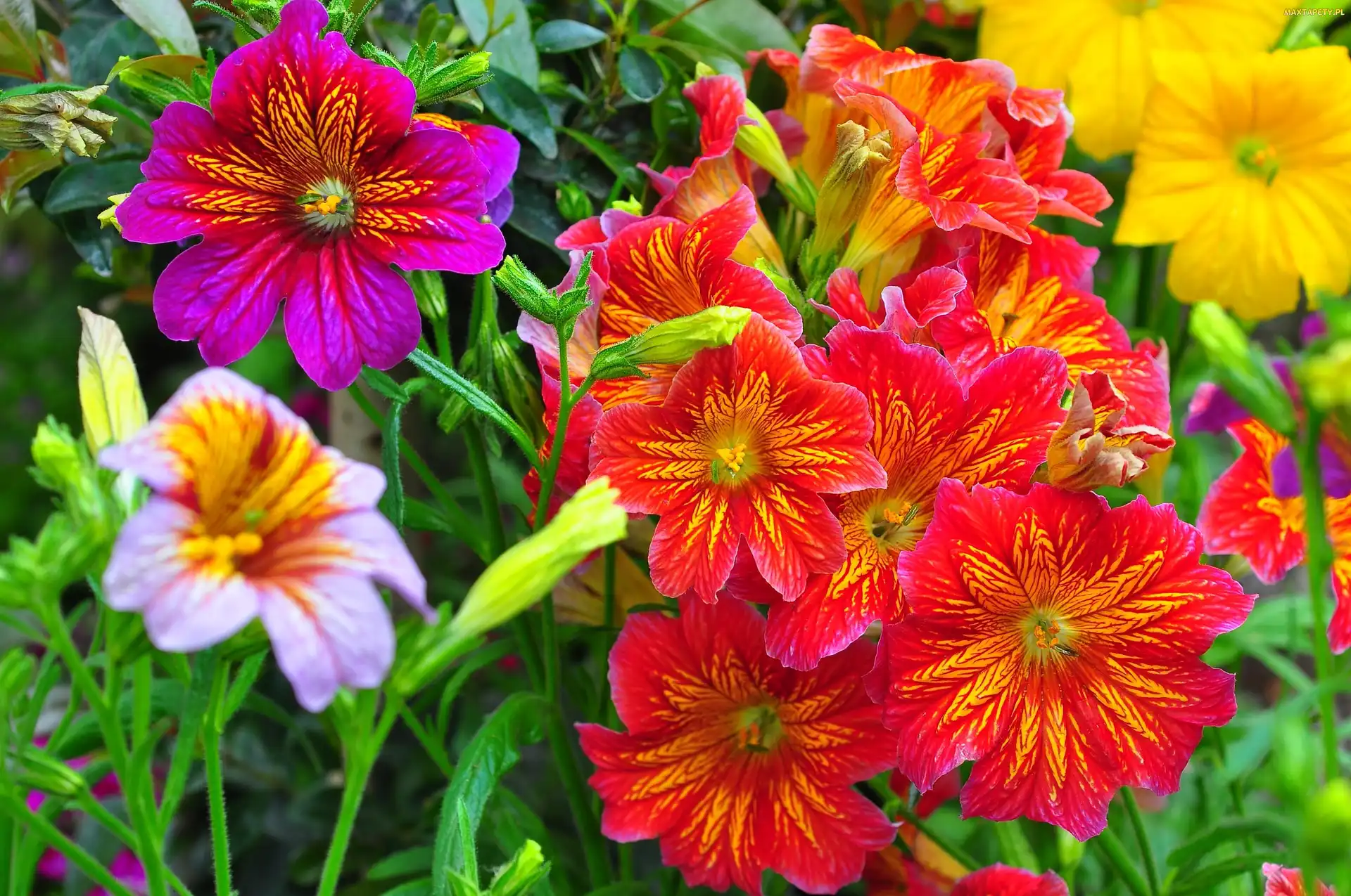Kwiaty, Kolorowe, Tujałka, Salpiglossis