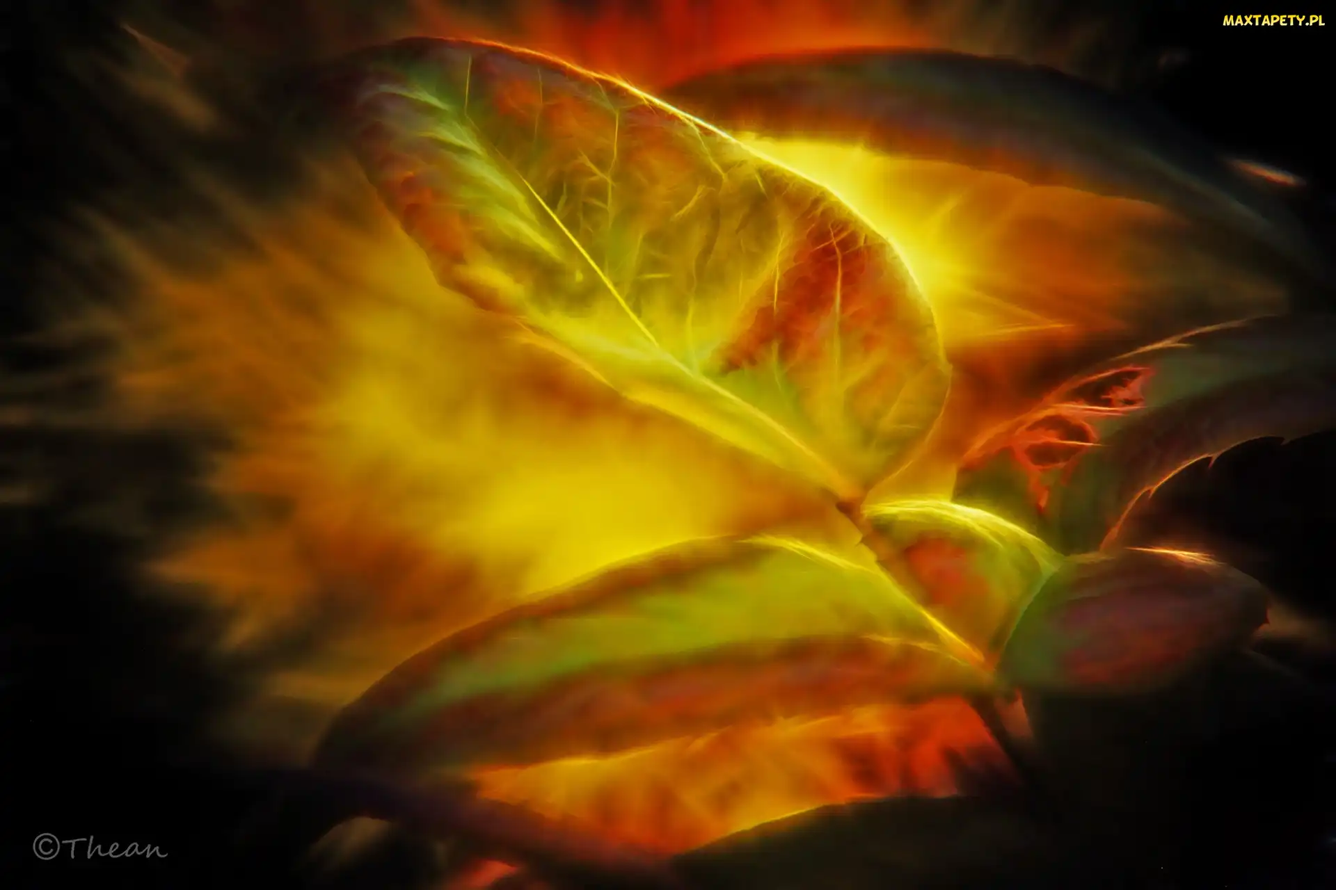 Fractalius, Liście