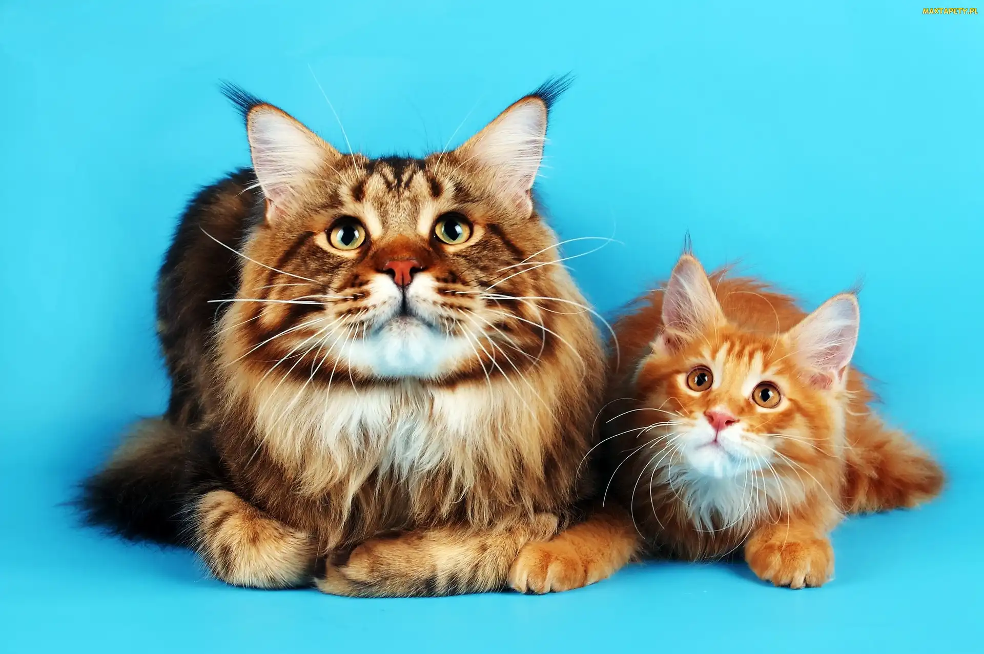 Tło, Turkusowe, Koty, Maine Coon