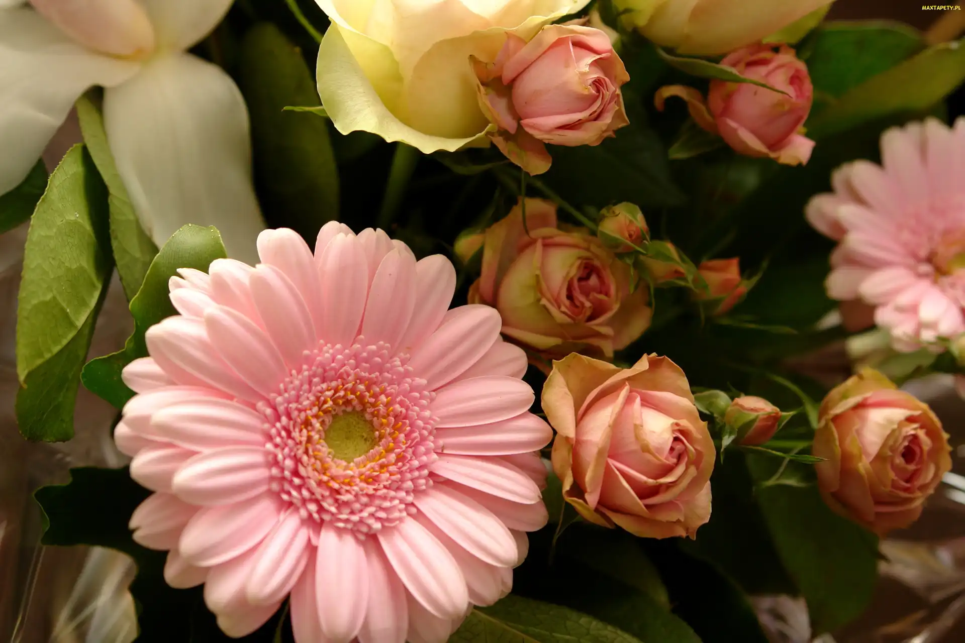 Liście, Pąki, Gerbera, Róże