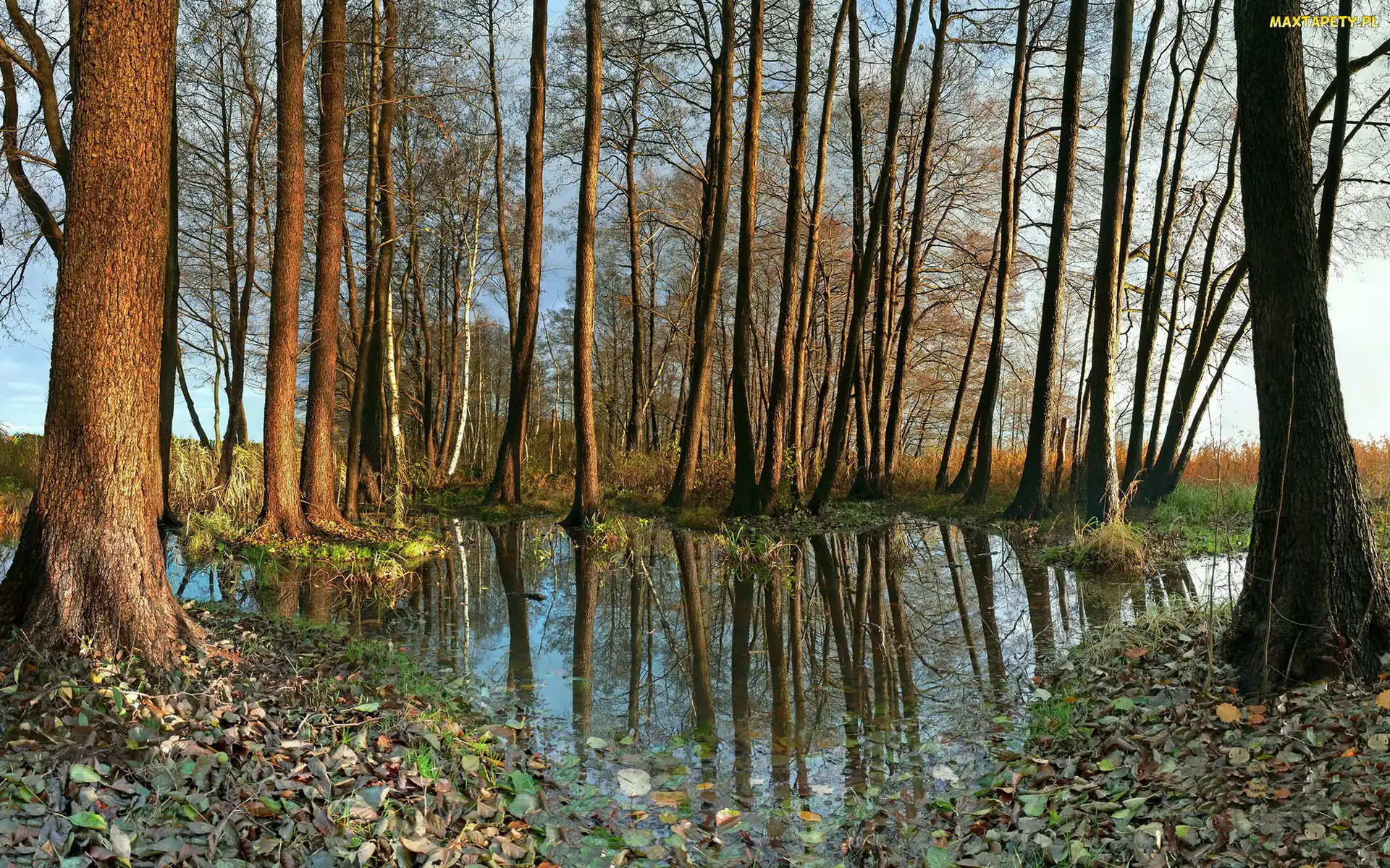 Odbicie, Trawa, Drzewa, Woda, Liście, Jesień