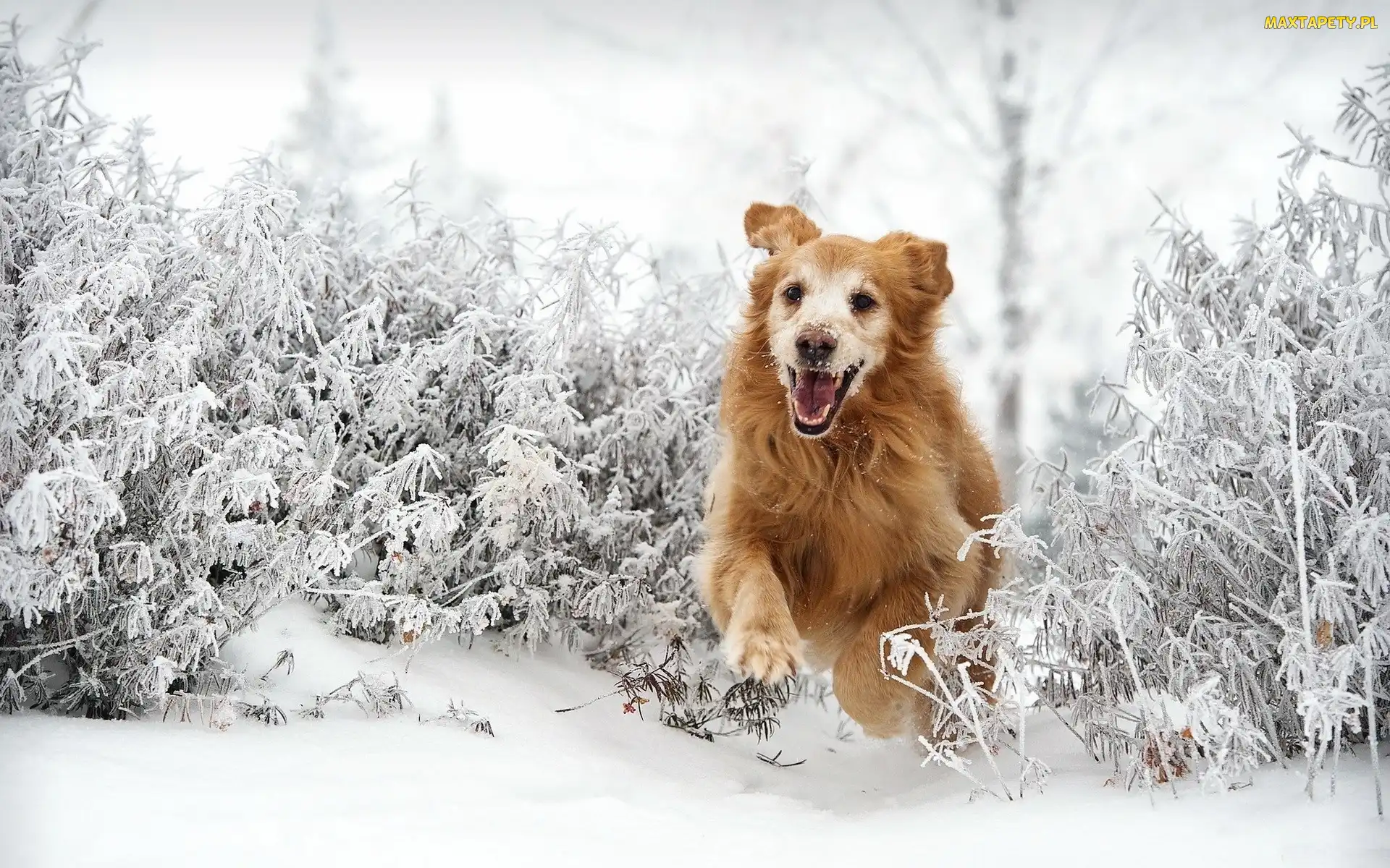 Bieg, Śnieg, Golden Retriever
